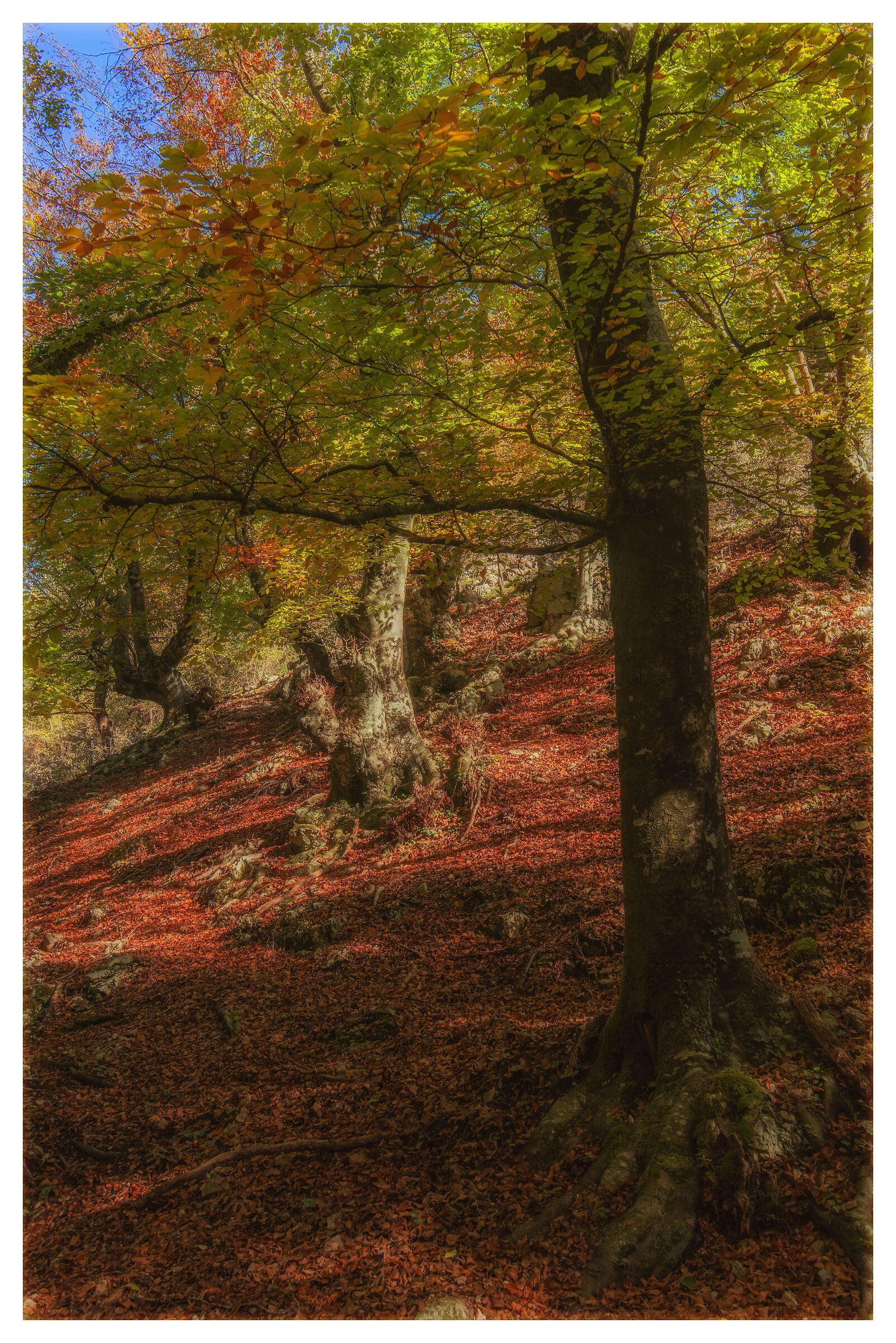 Beech on the slope...