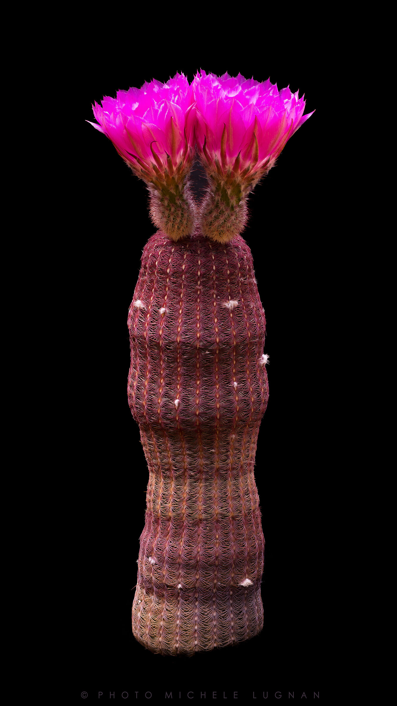 Echinocereus rigidissimus var. rubrispinus...