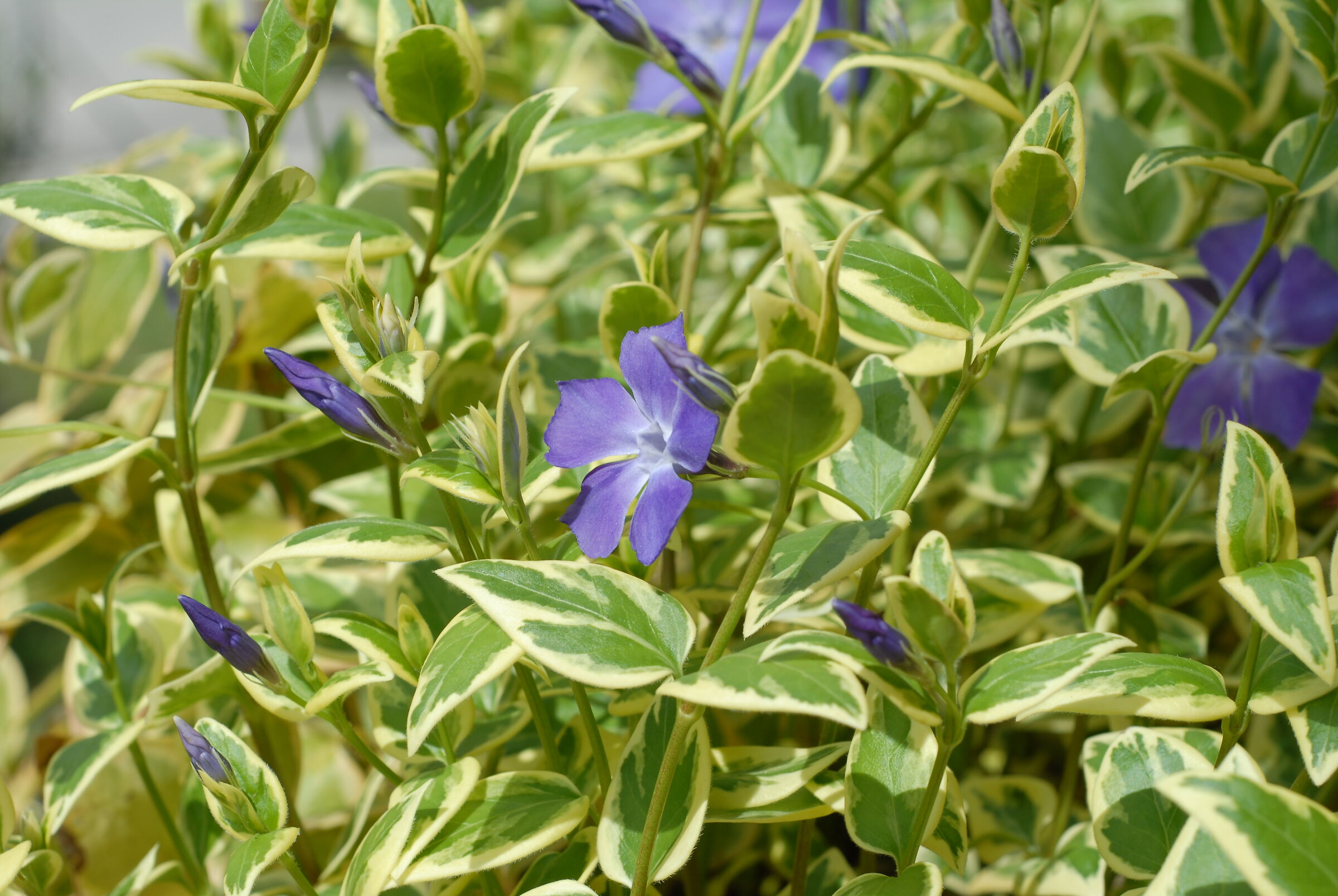 The periwinkle of the balcony...