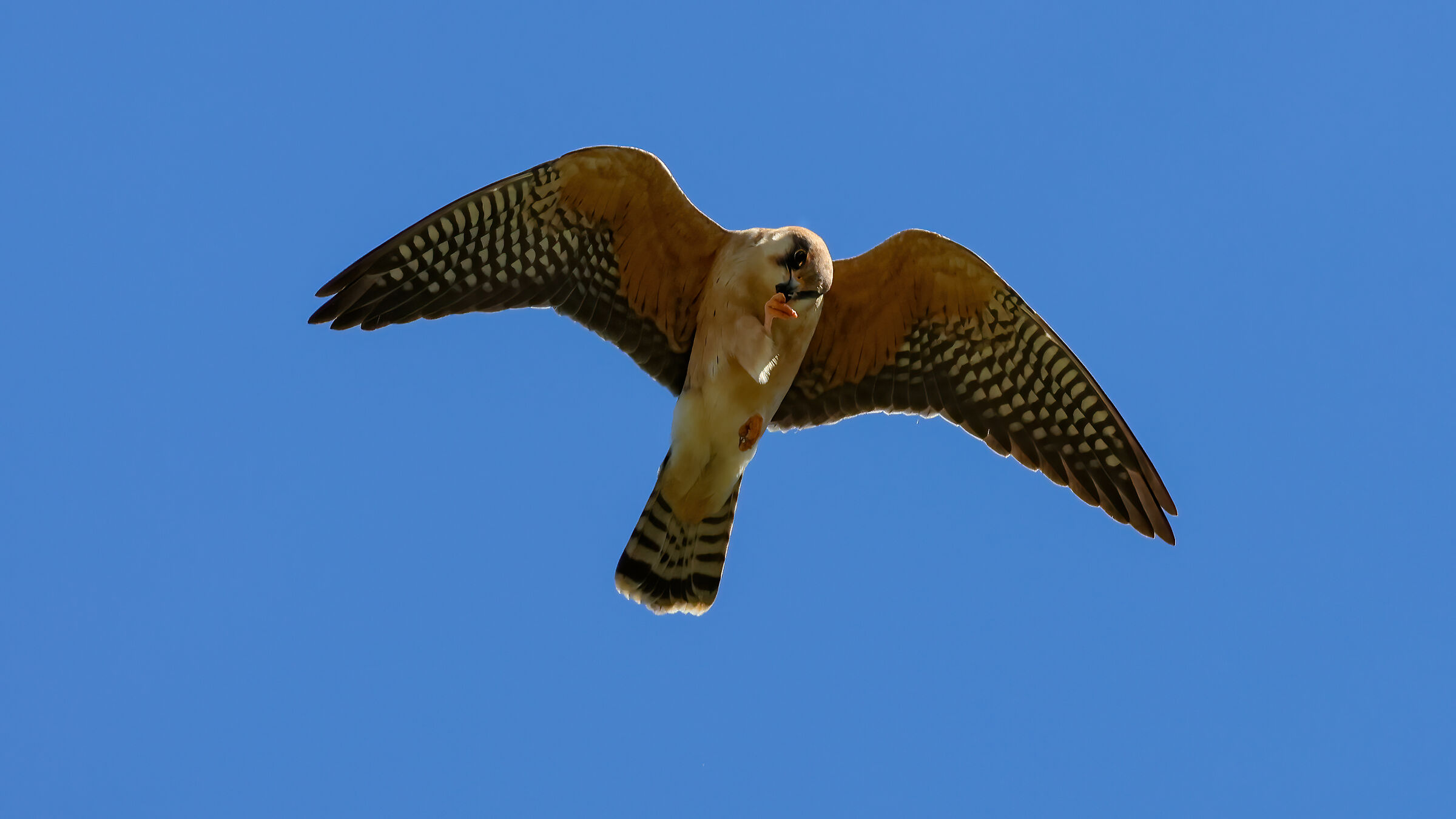 Female cuckoo hawk...
