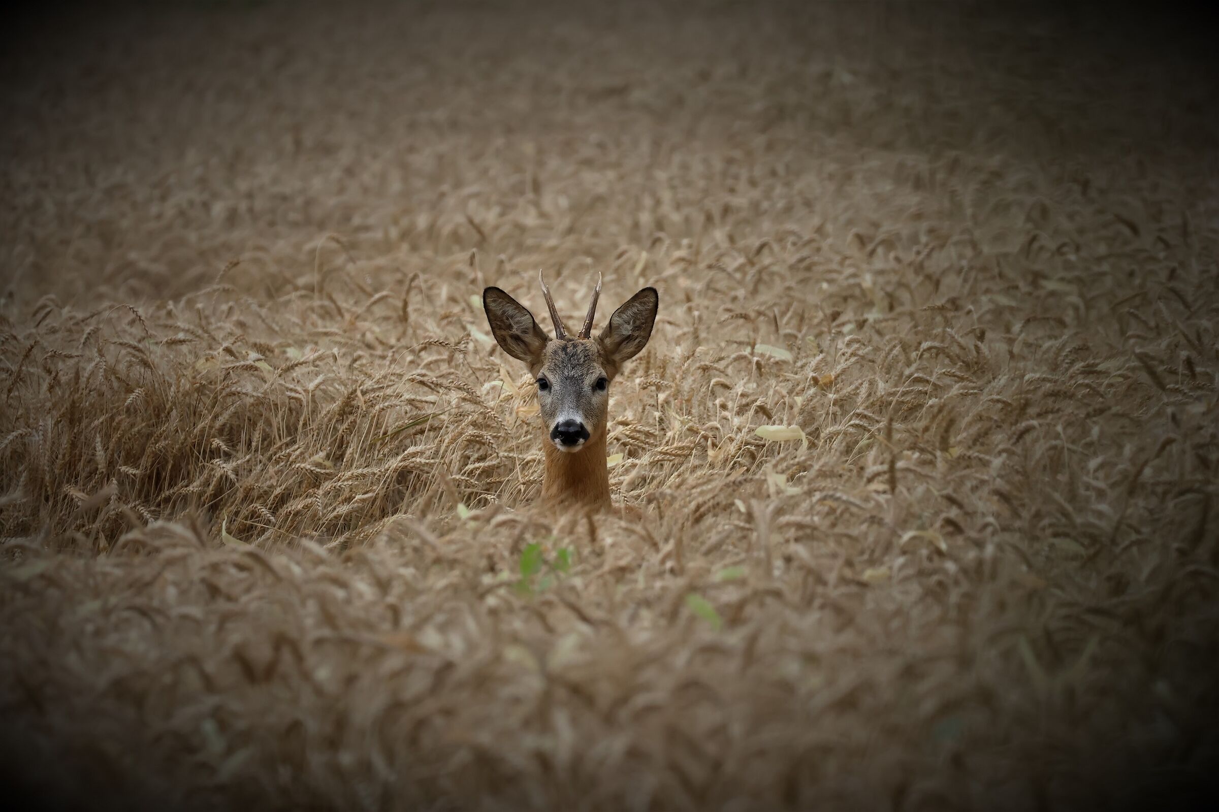 ... I seemed to see a roe deer ......