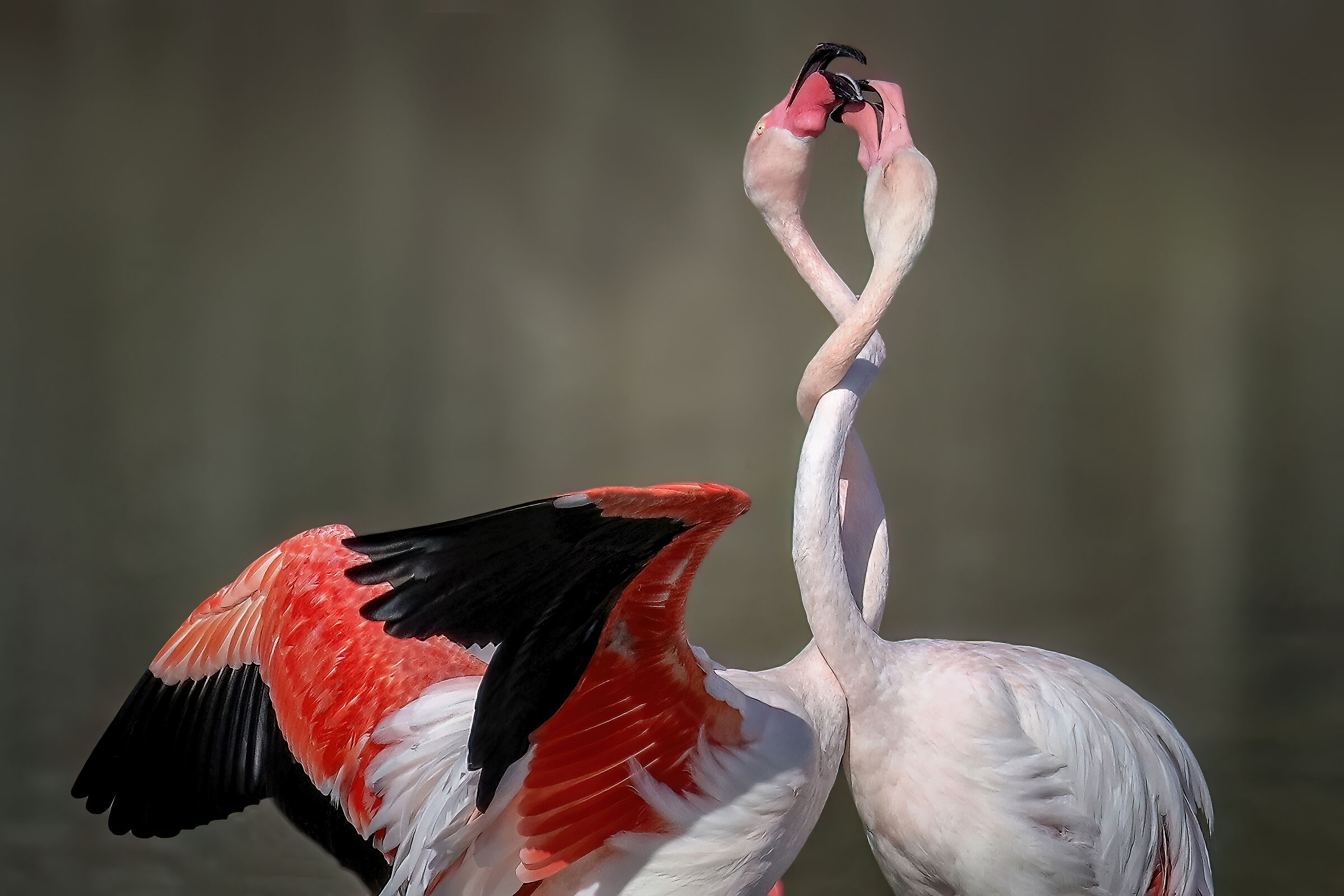 Interweaving ... Pink flamingos...