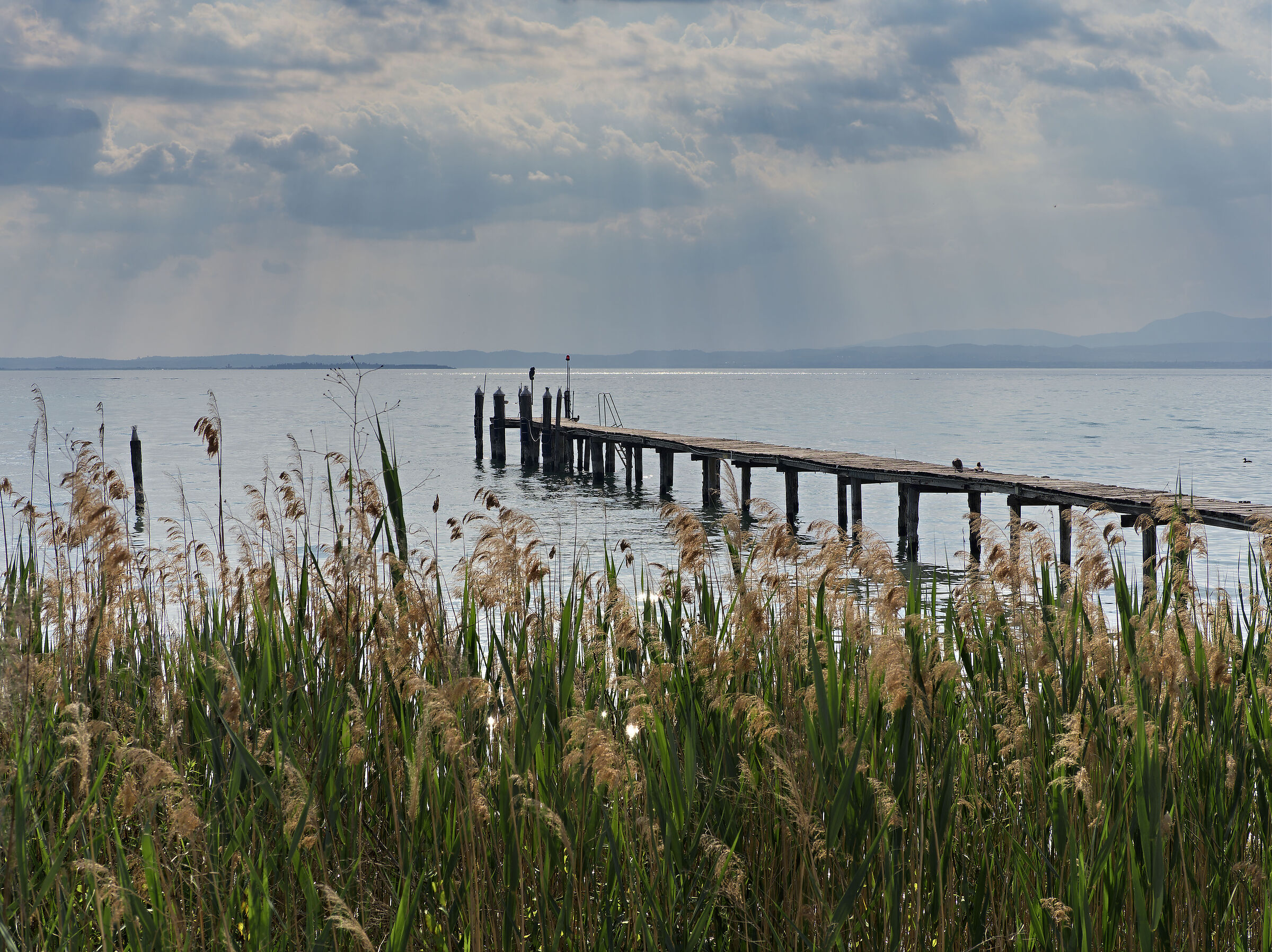 Pier on the Reeds...