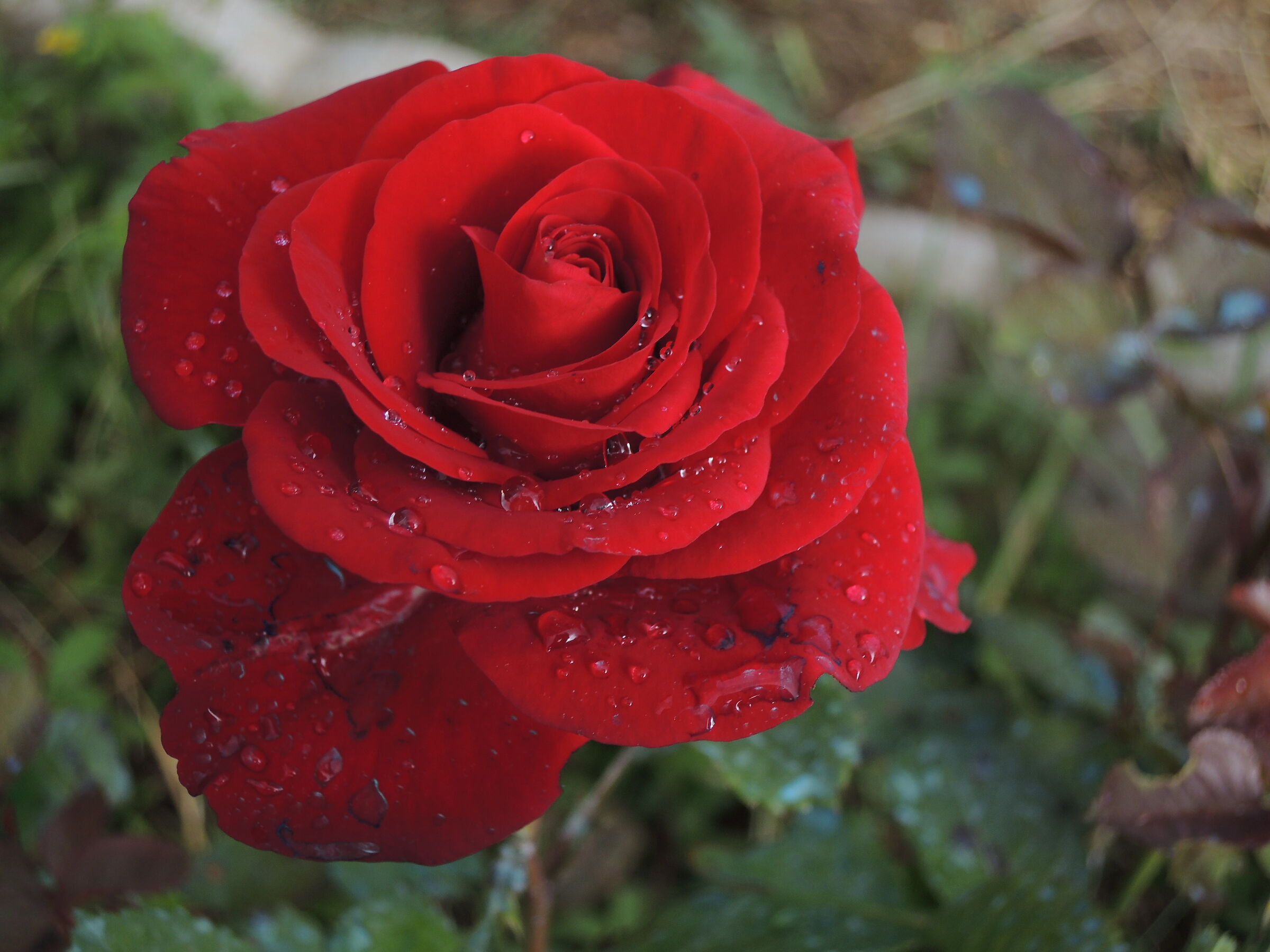 Una rosa per chi la desidera....