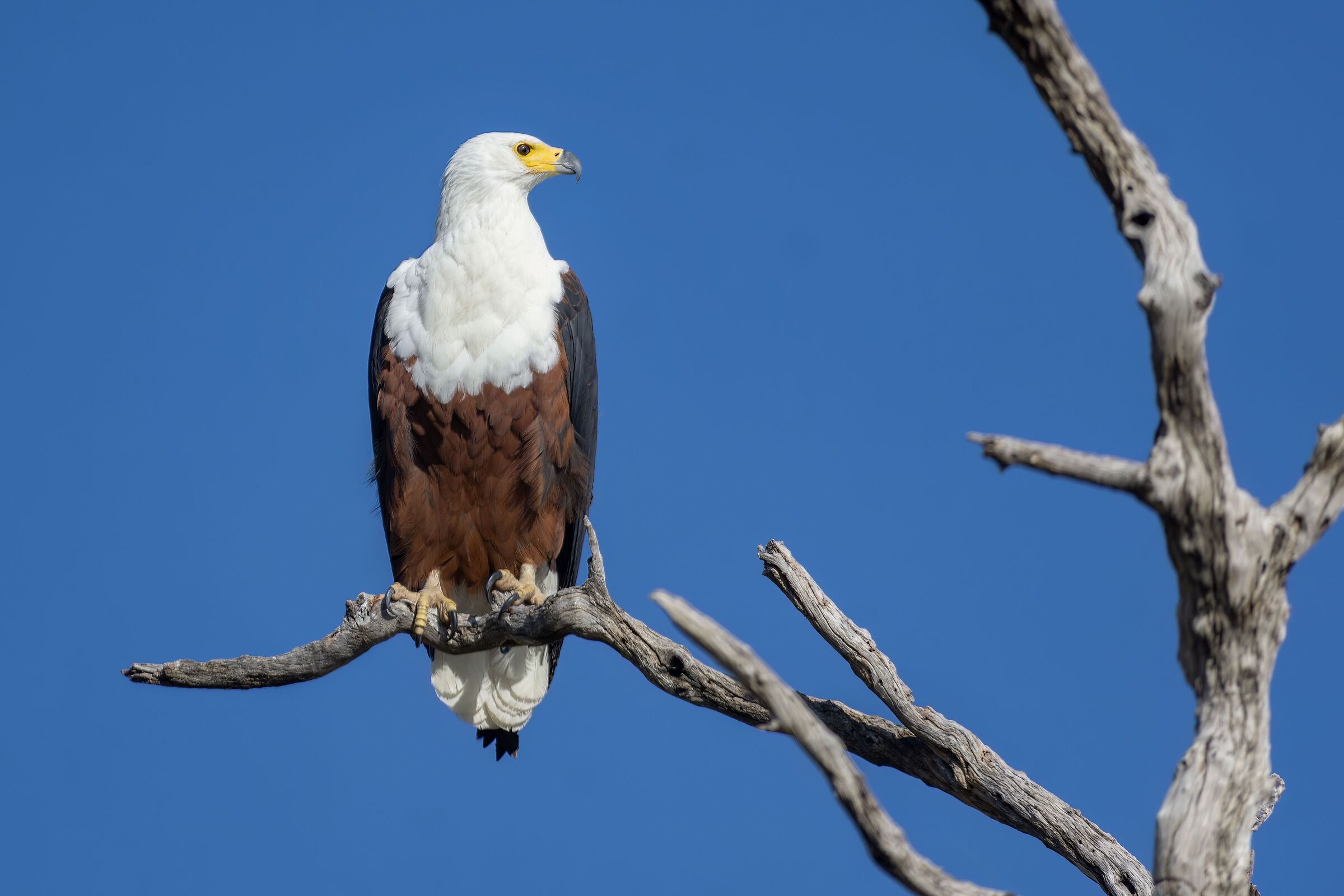 Howler eagle - Haliaeetus vocifer...