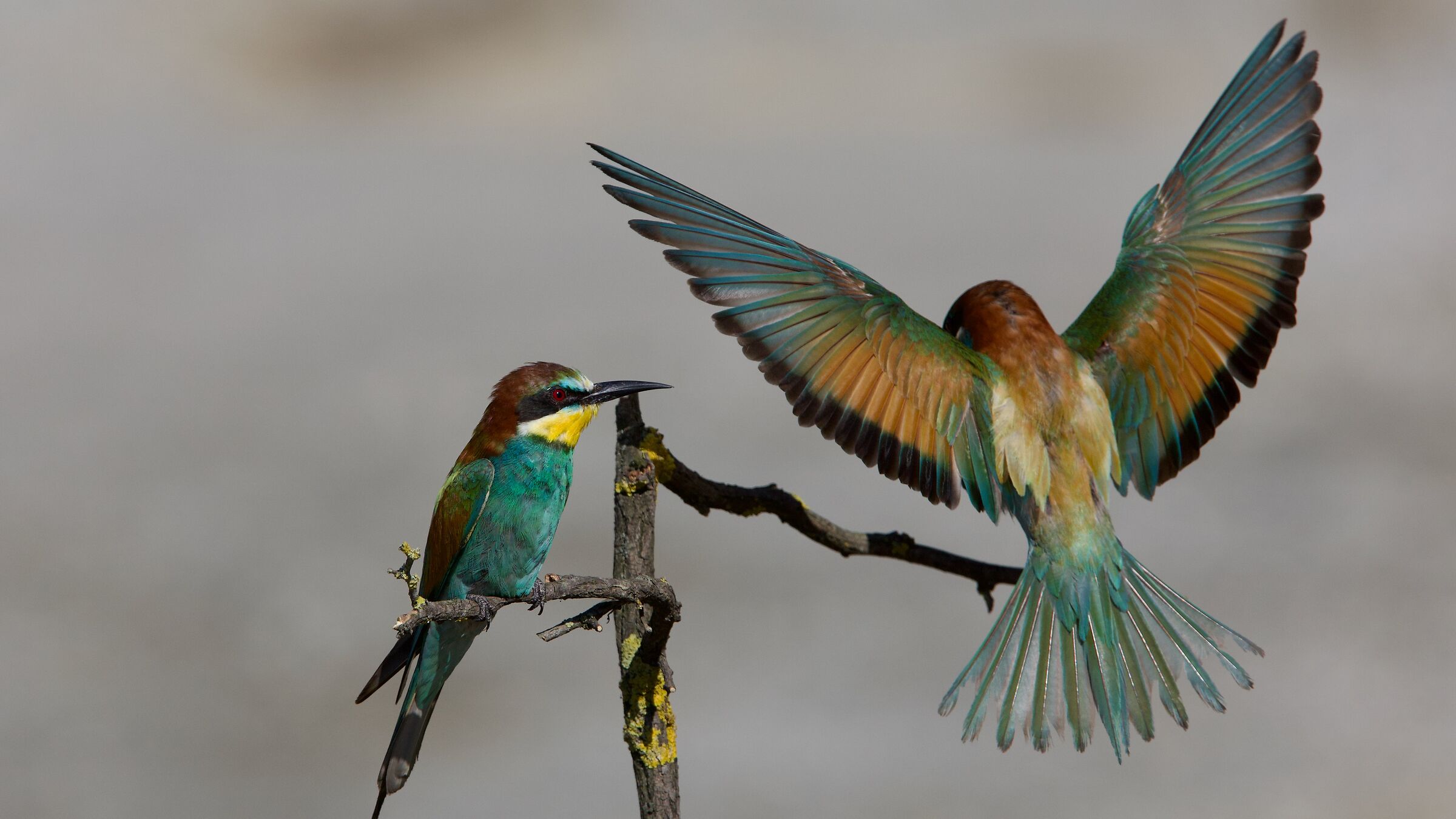 With the bee eater, you fly...