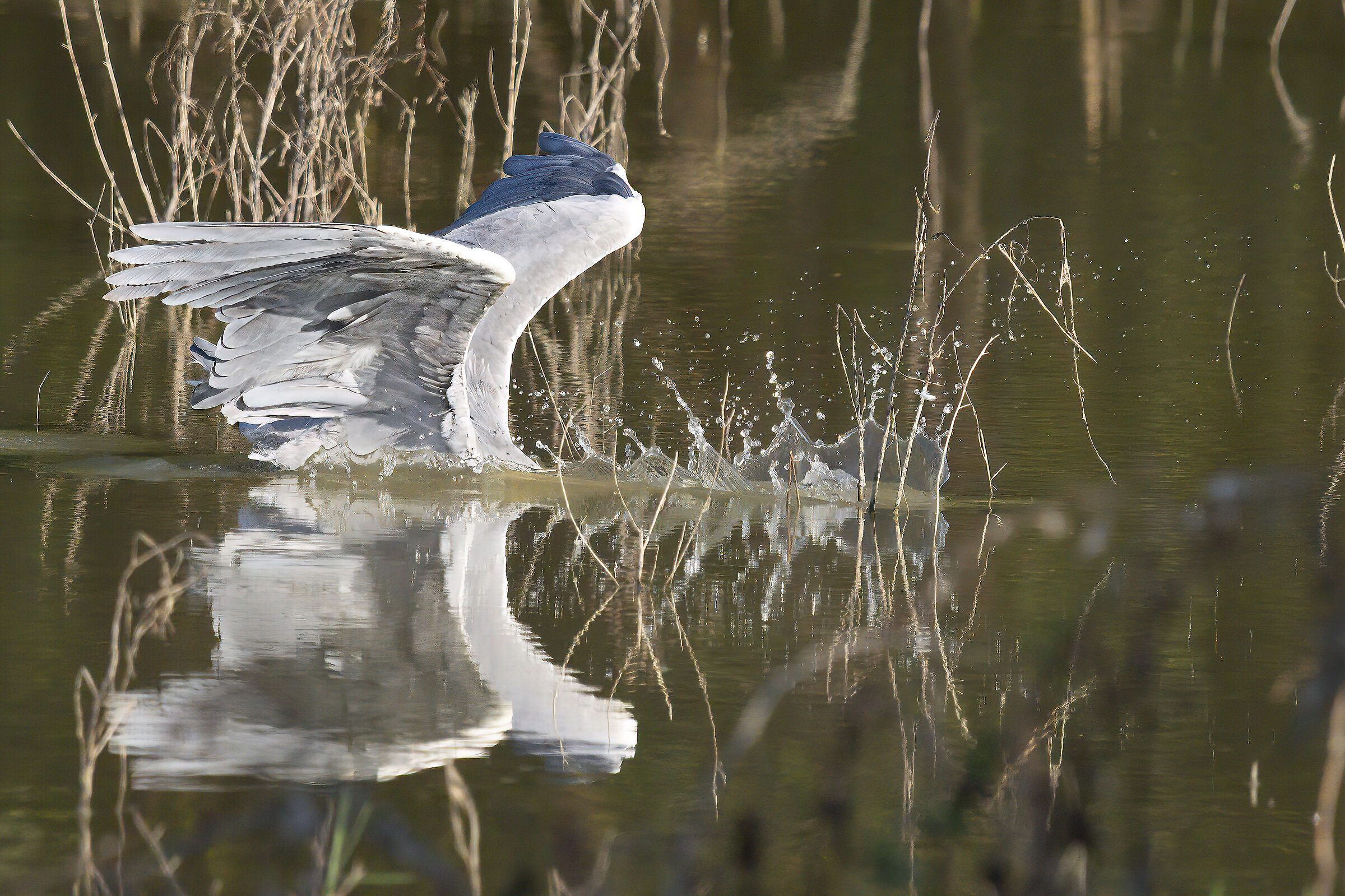 Grey heron fishing...