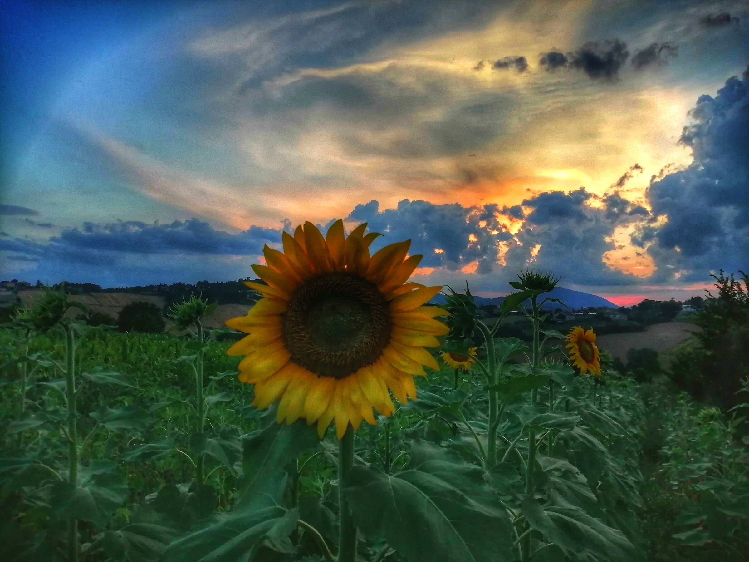 Sunflower and sunset...