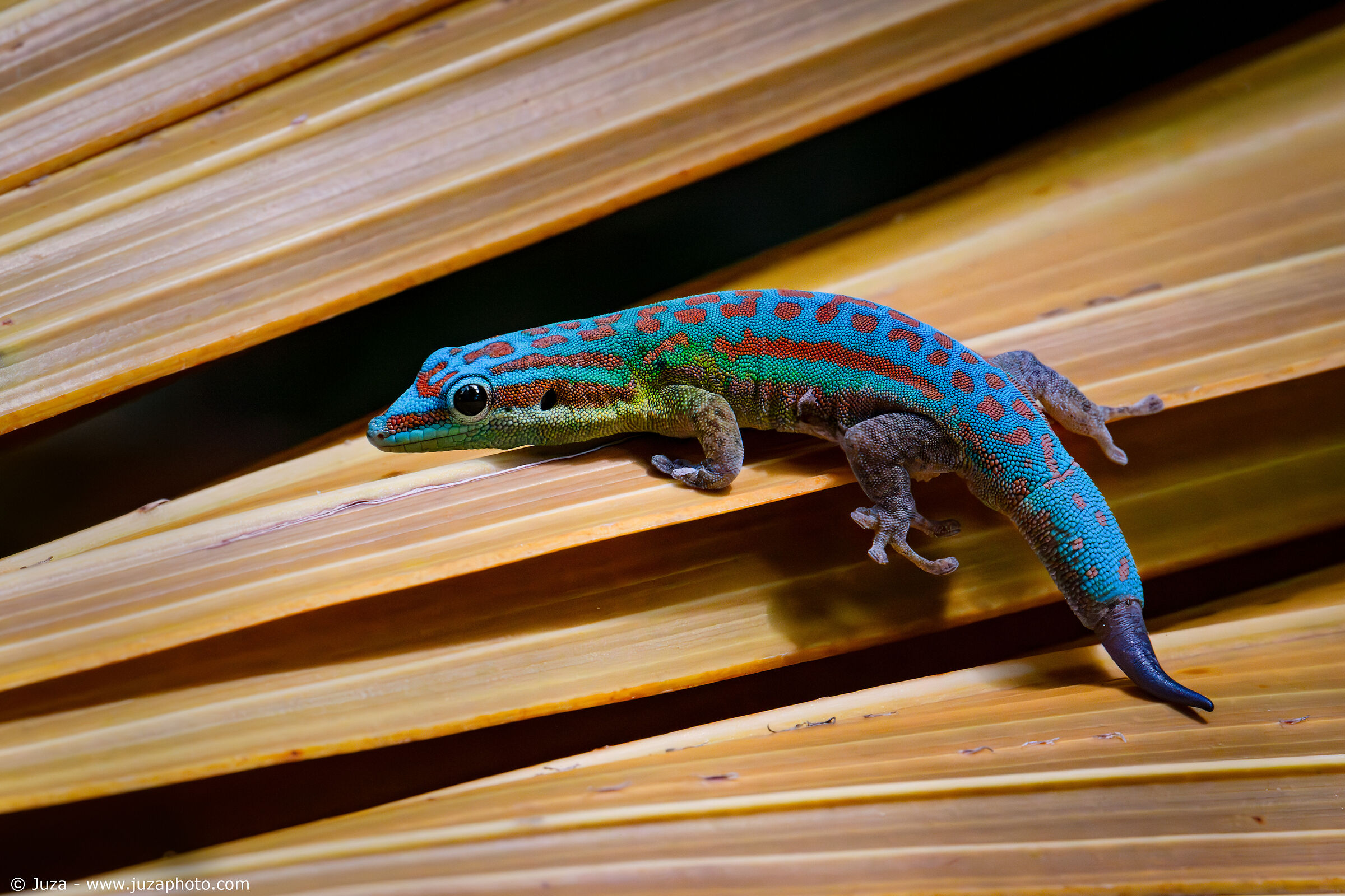 Bluetail Day Gecko (Phelsuma cepediana)...