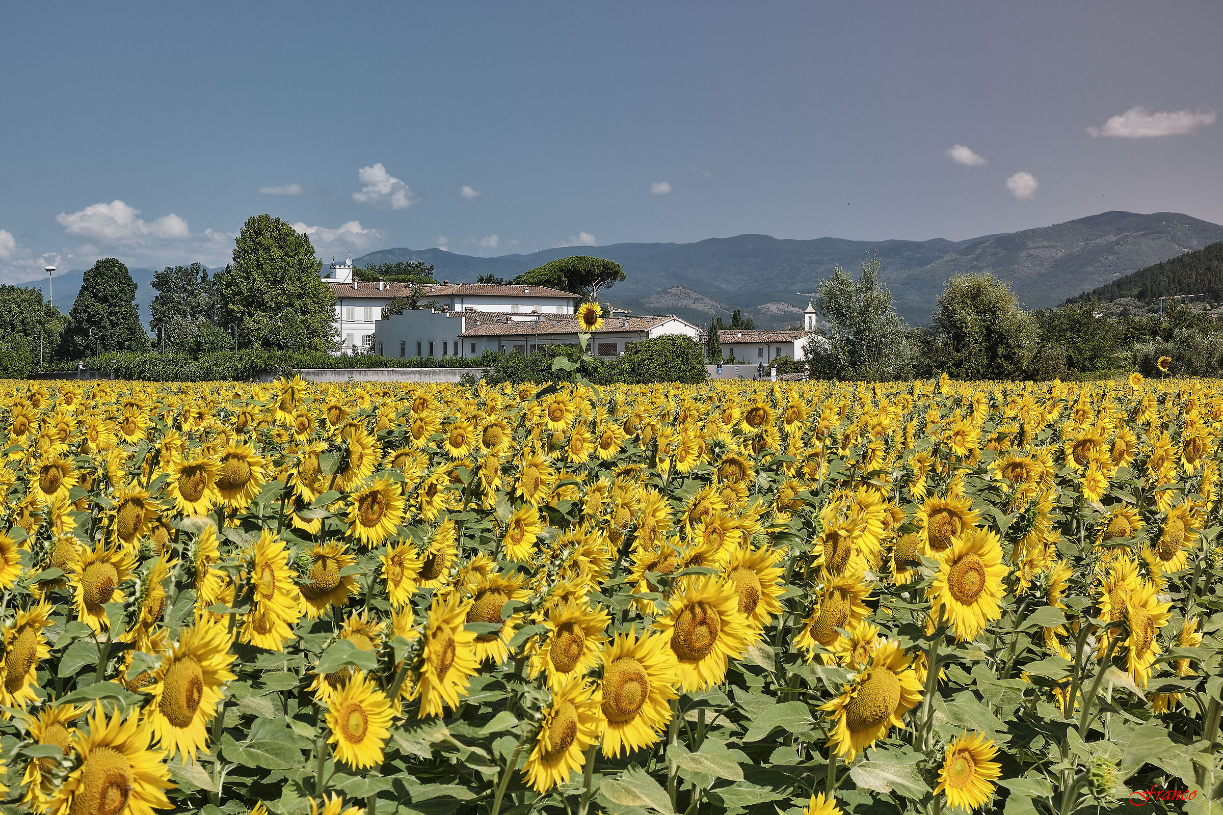 The sunflowers of Gonfienti #1...