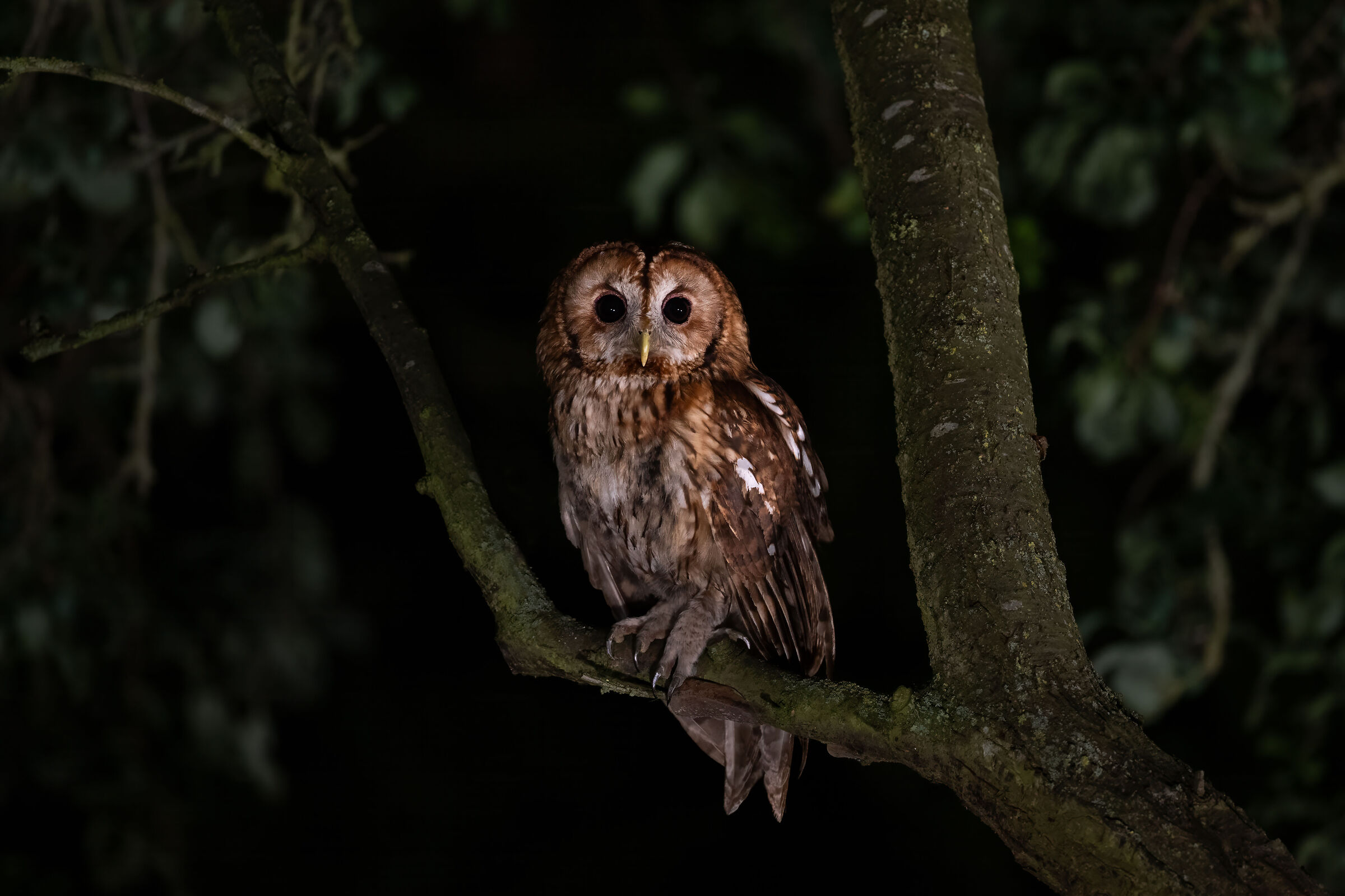Tawny owl (Strix aluco)...