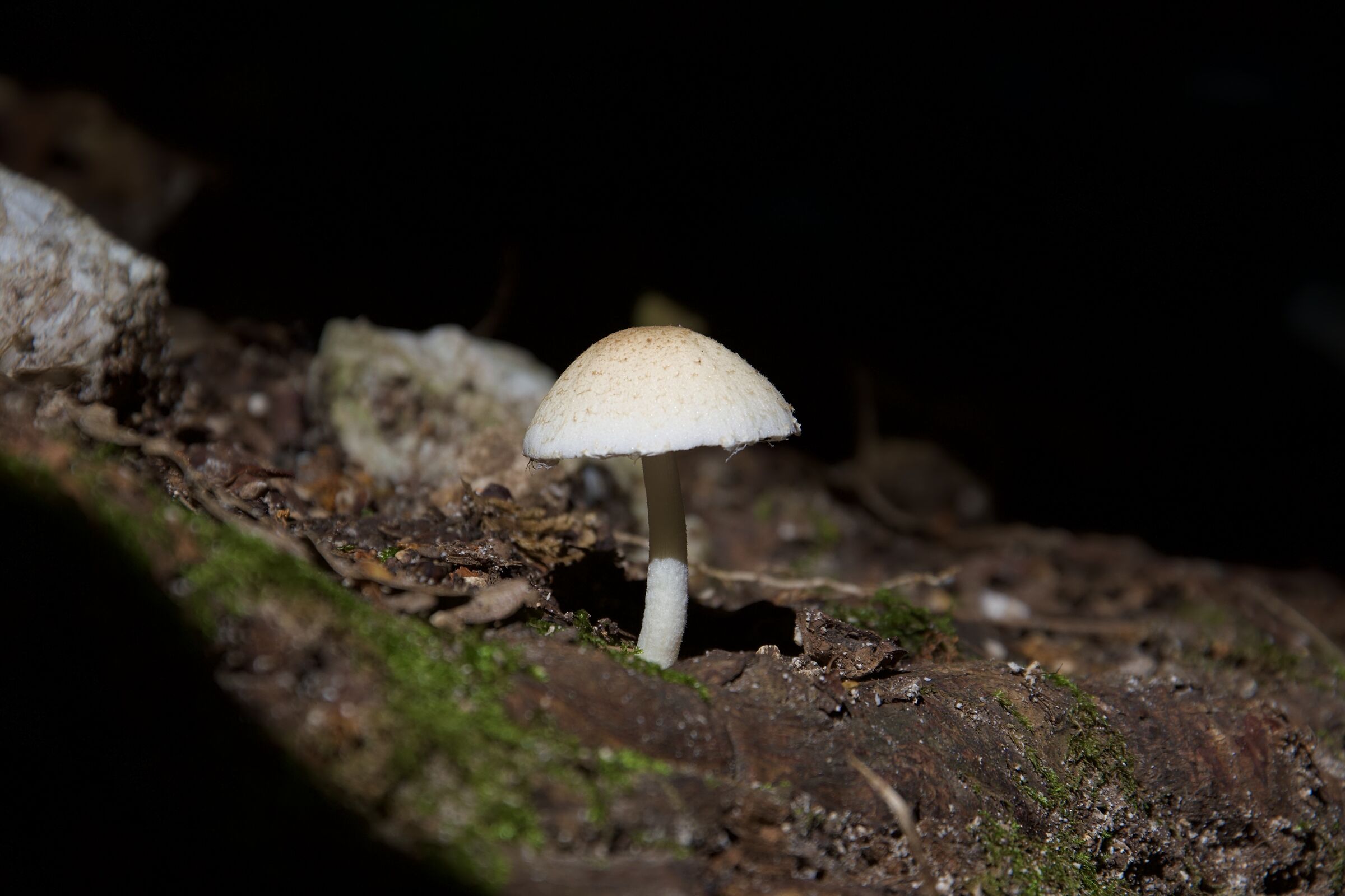 A mushroom...
