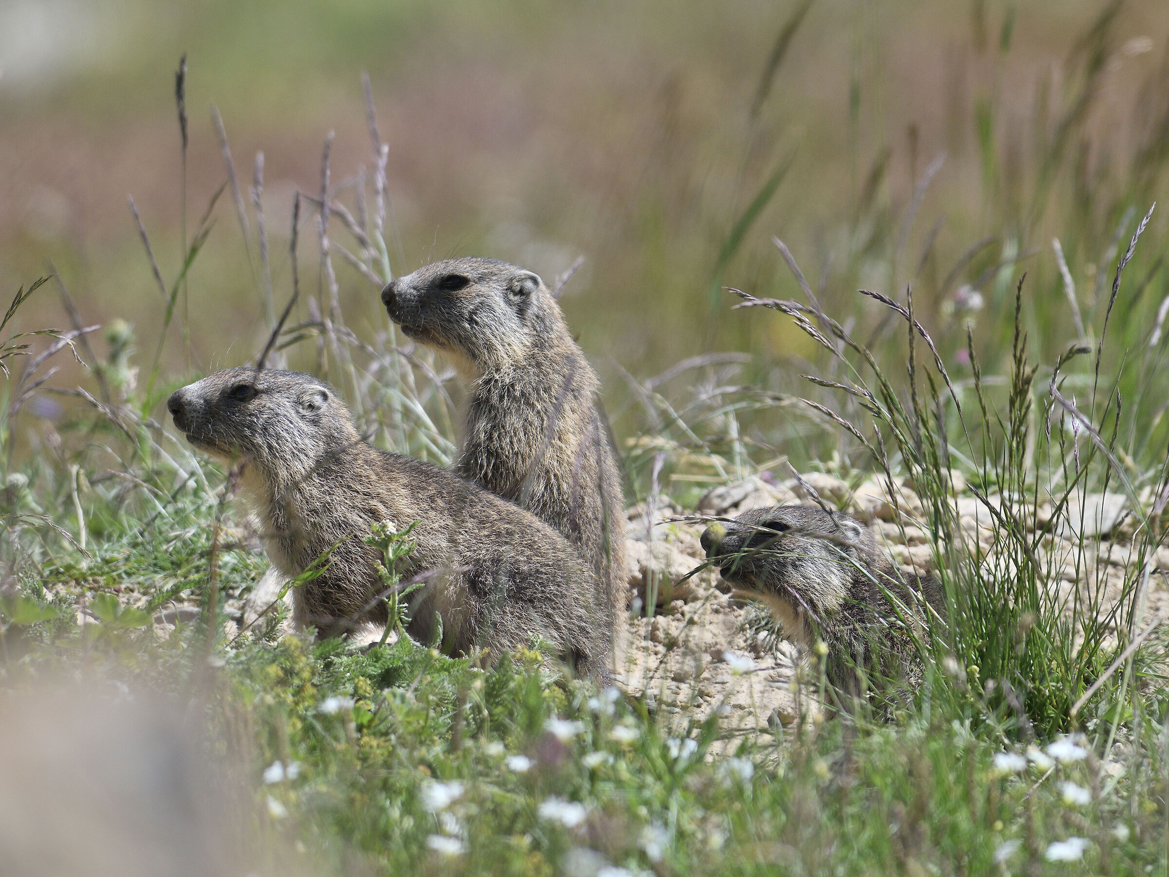 We are three small marmots......