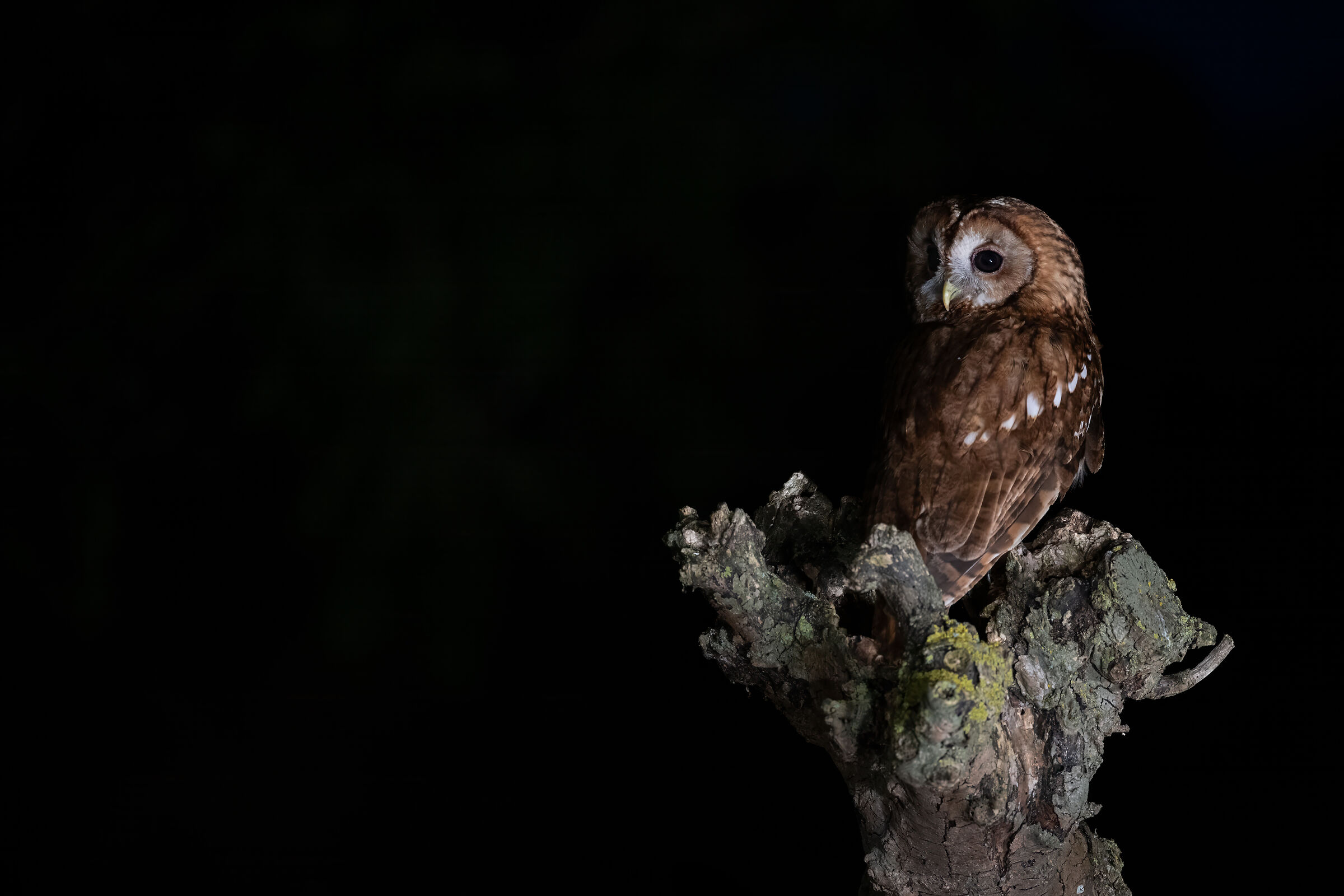 Tawny owl (Strix aluco)...