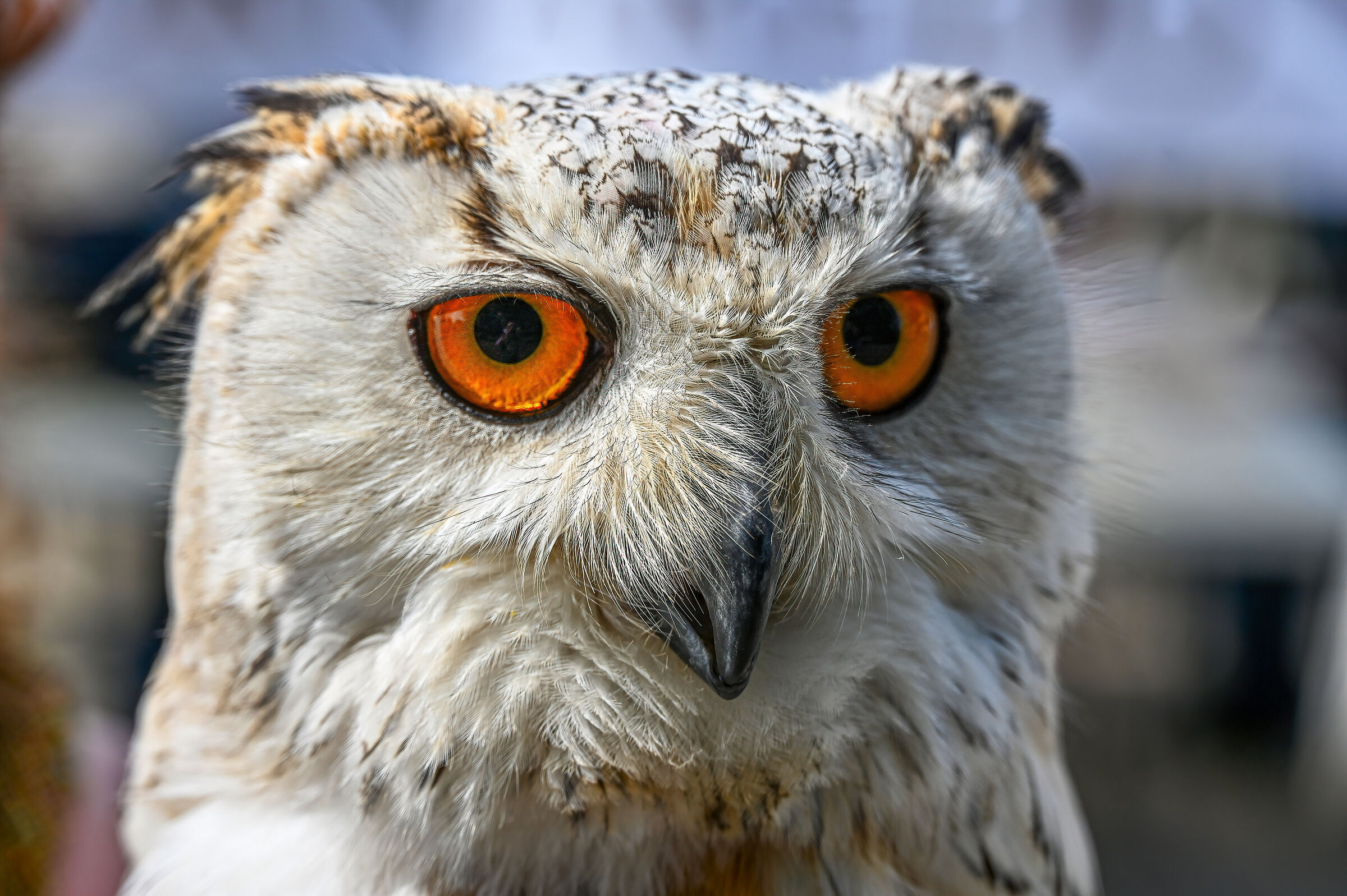 Eagle owl...