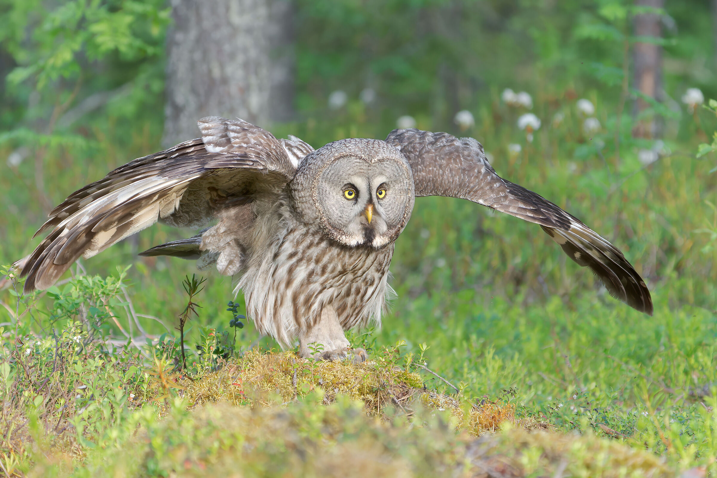 Tawny owl of Lapland...