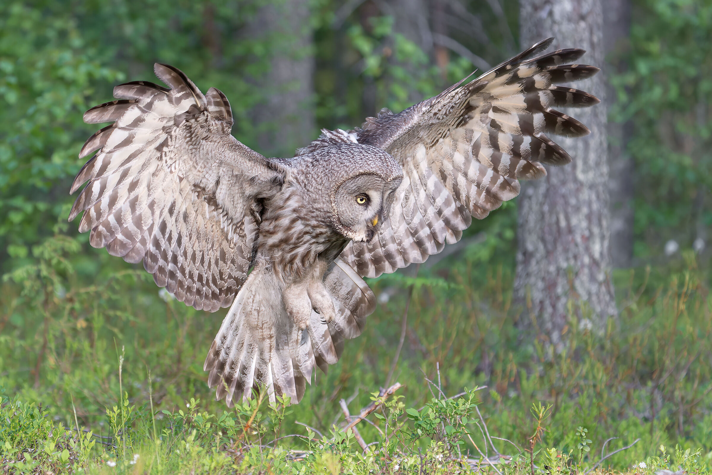 Tawny owl of Lapland...