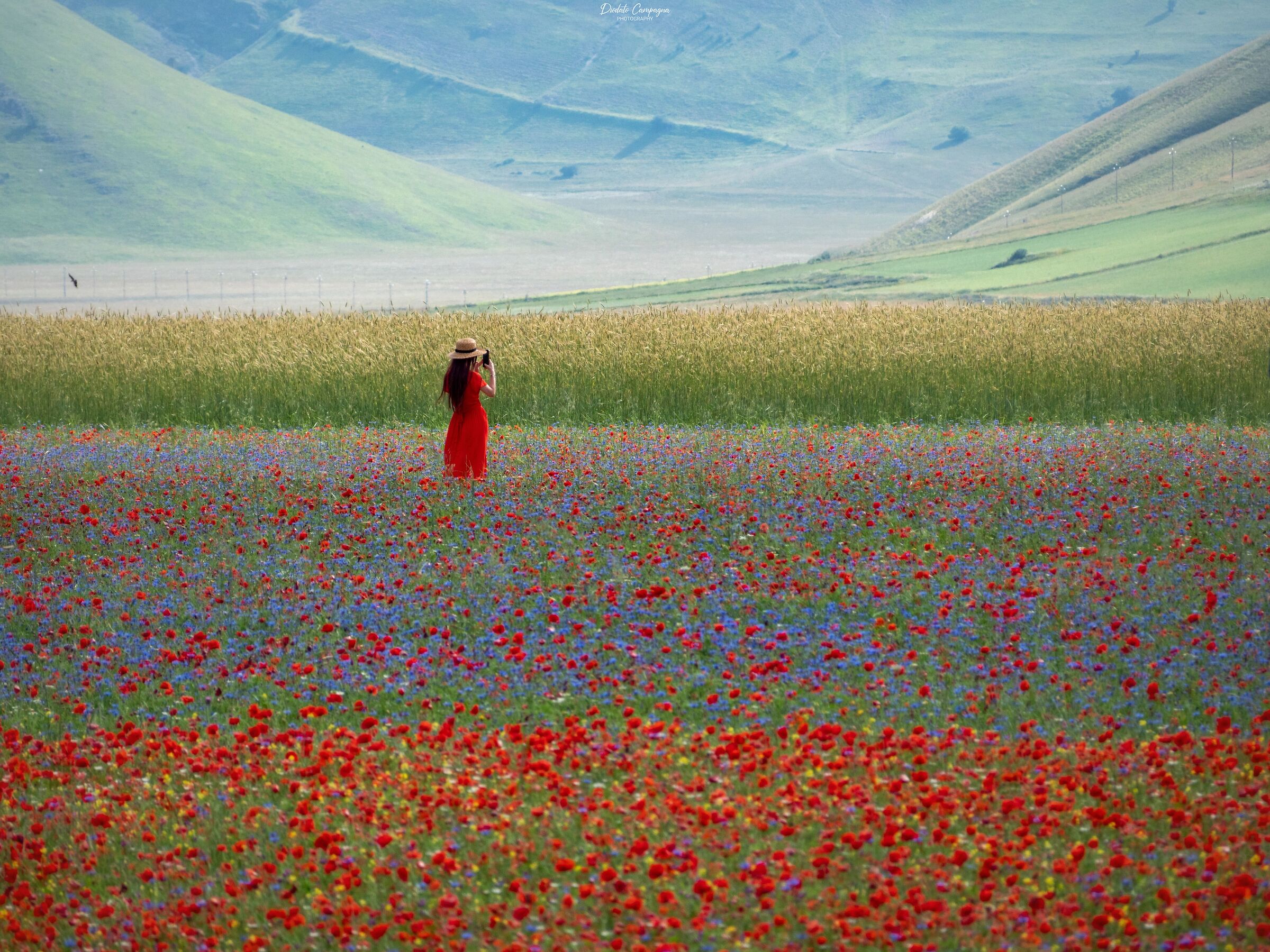 Looking for inspiration among the flowers of Castelluccio ...