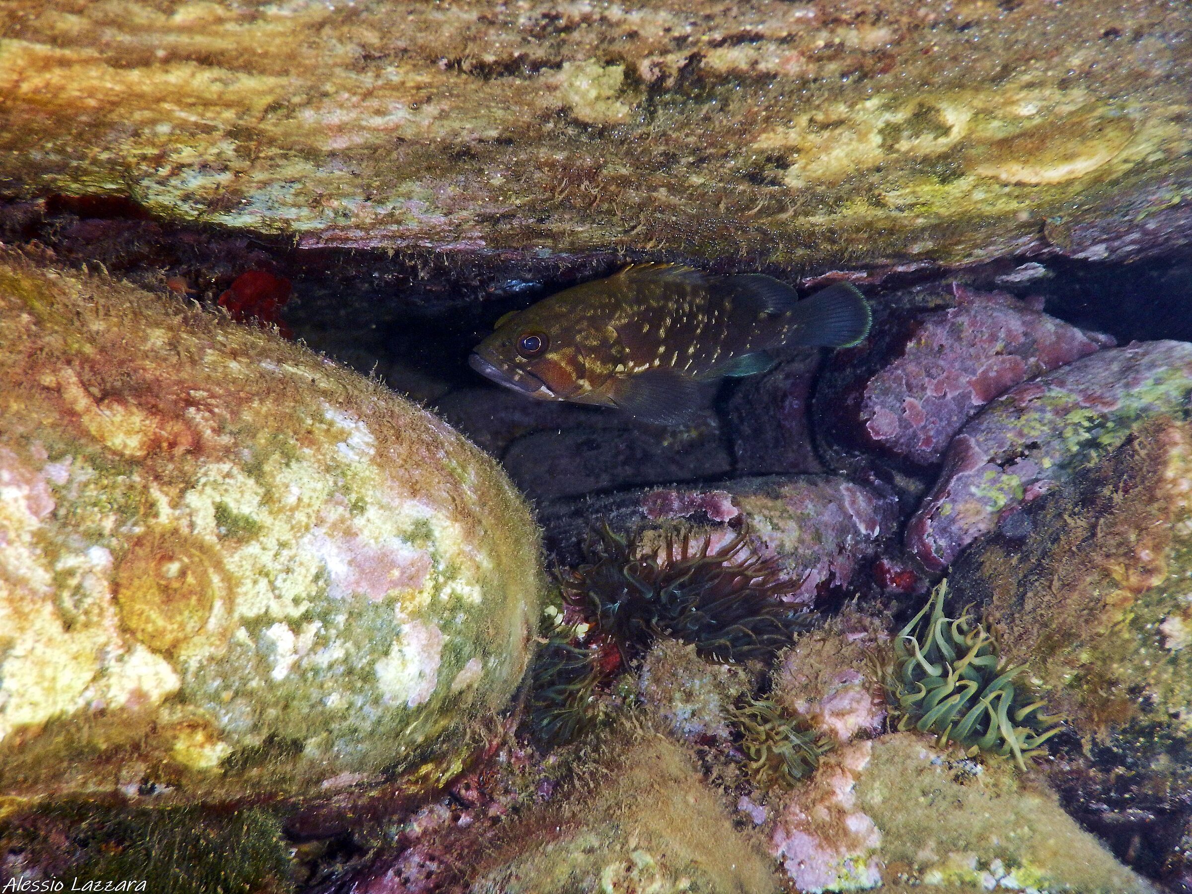 Grouper in burrow...