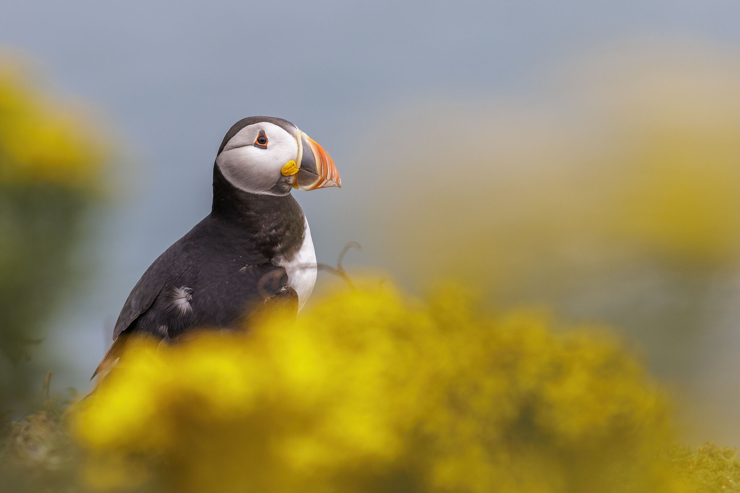 Puffin in giallo...