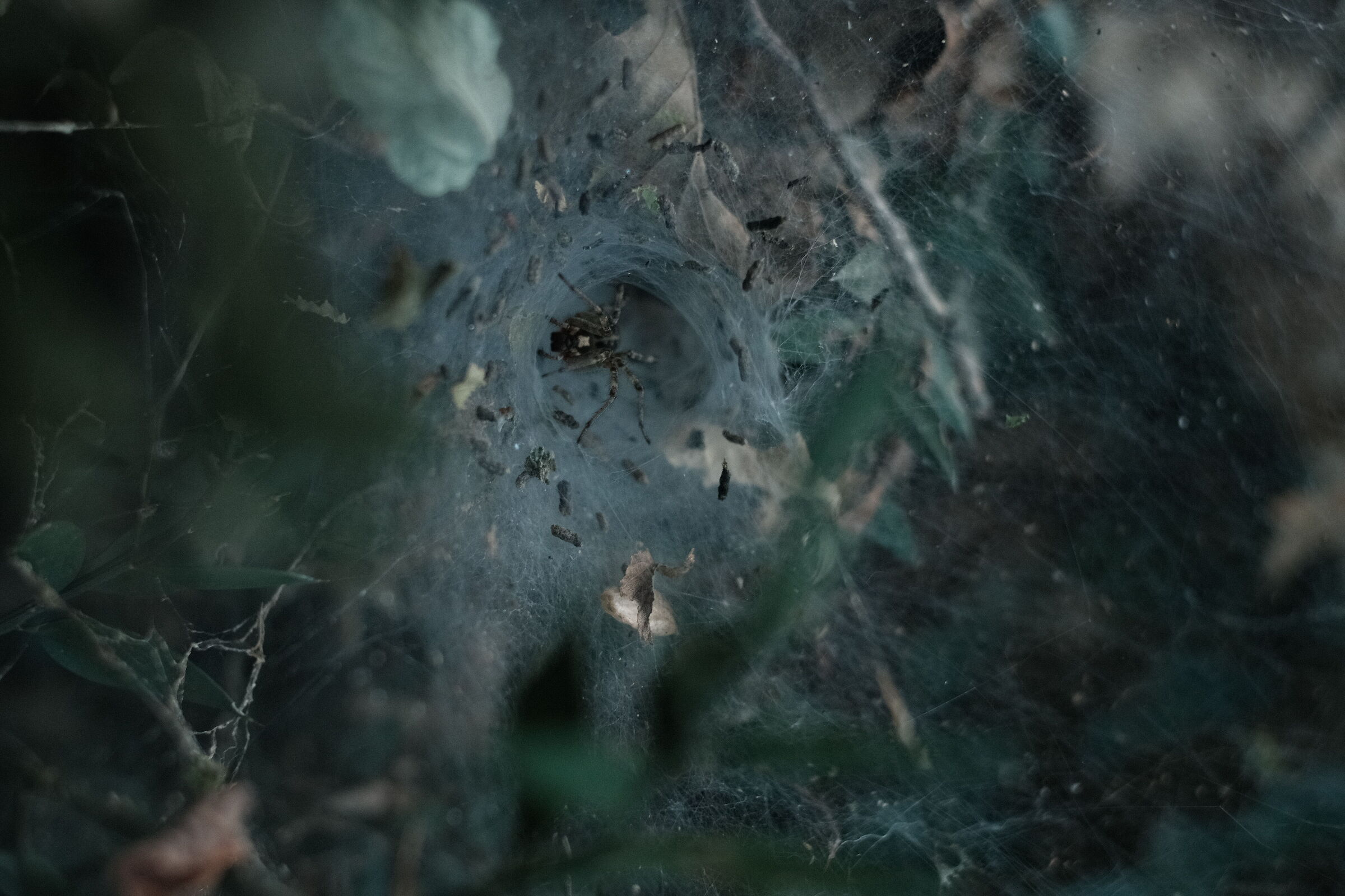Funnel-web spider...