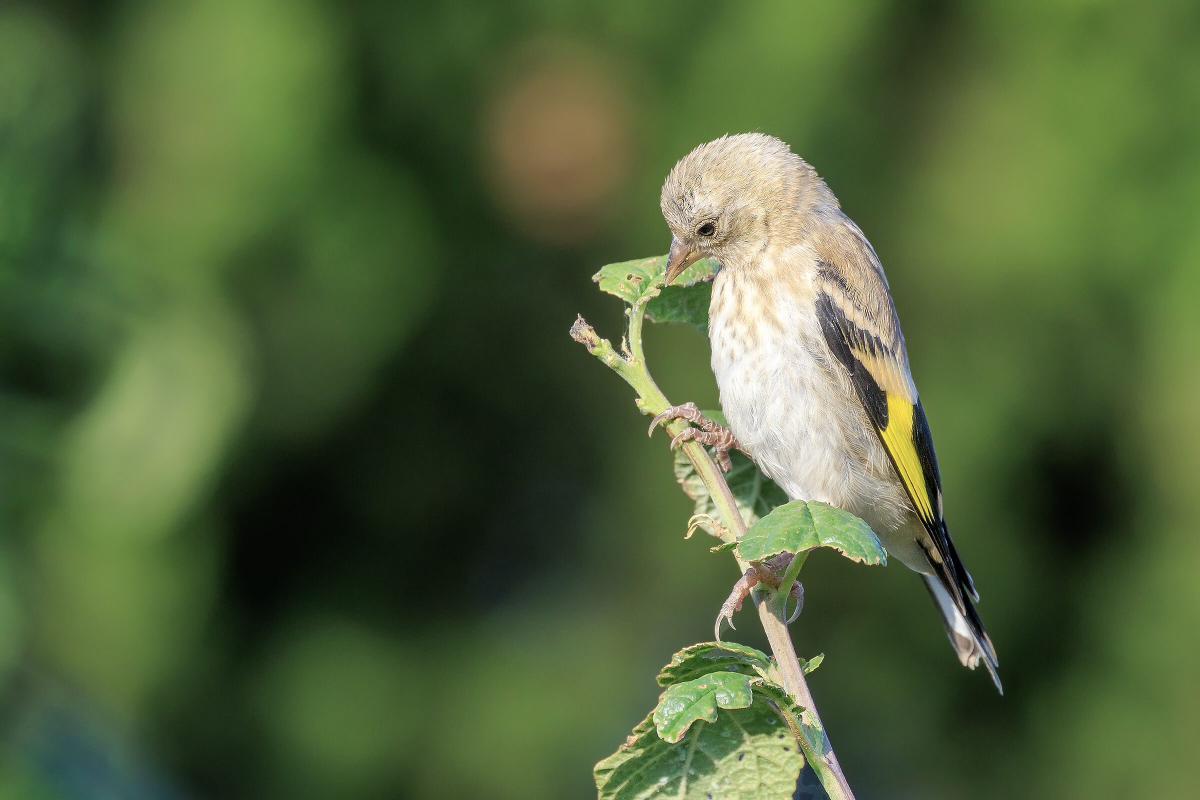 Young goldfinch...