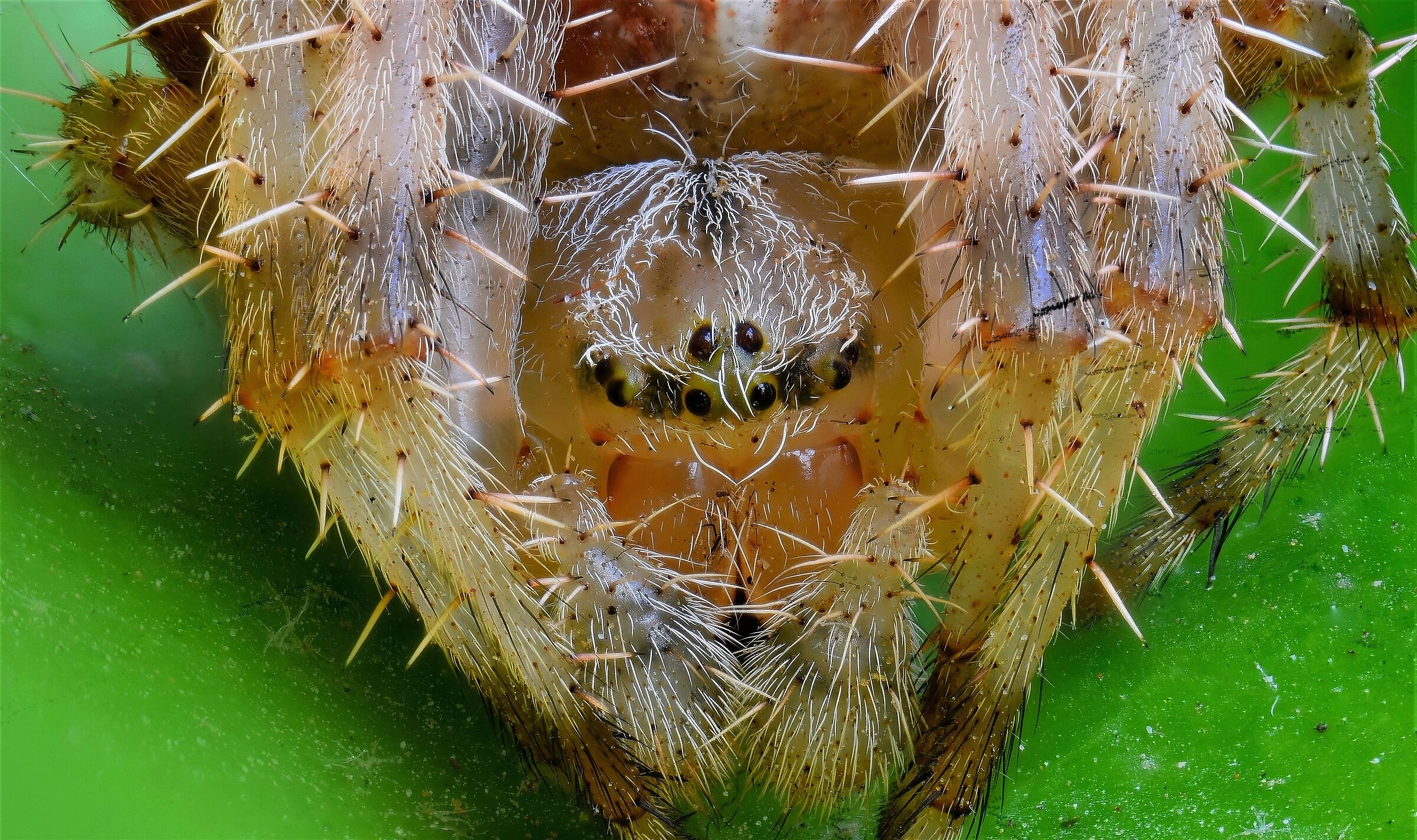 Portrait of Crusader Spider...