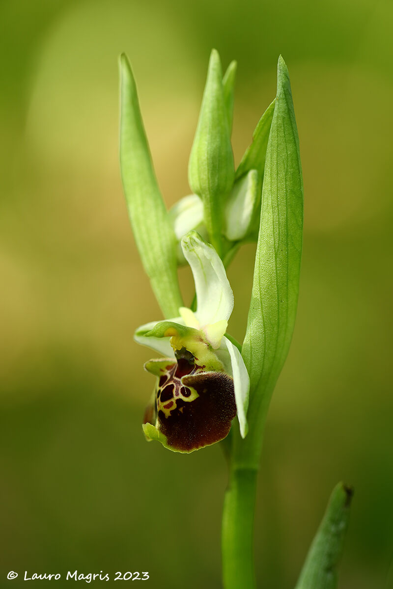 Ofride dei fuchi - Ophrys holosericea...