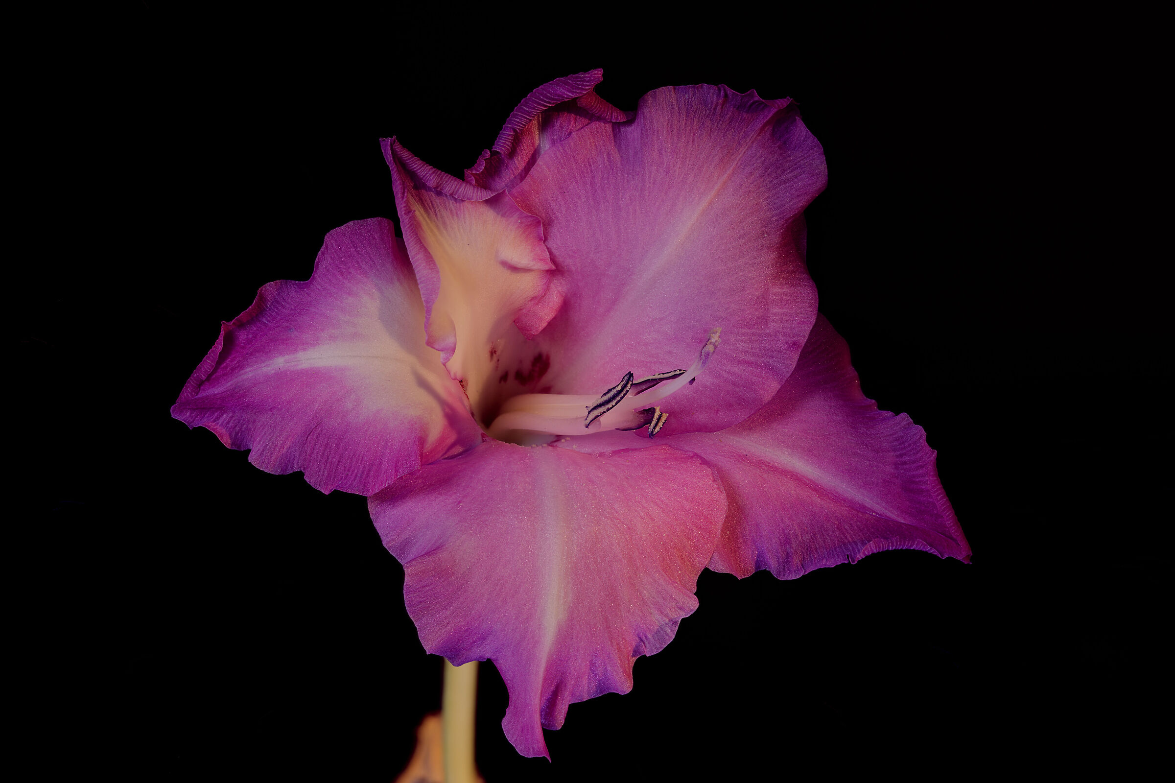 Pink gladiolus......