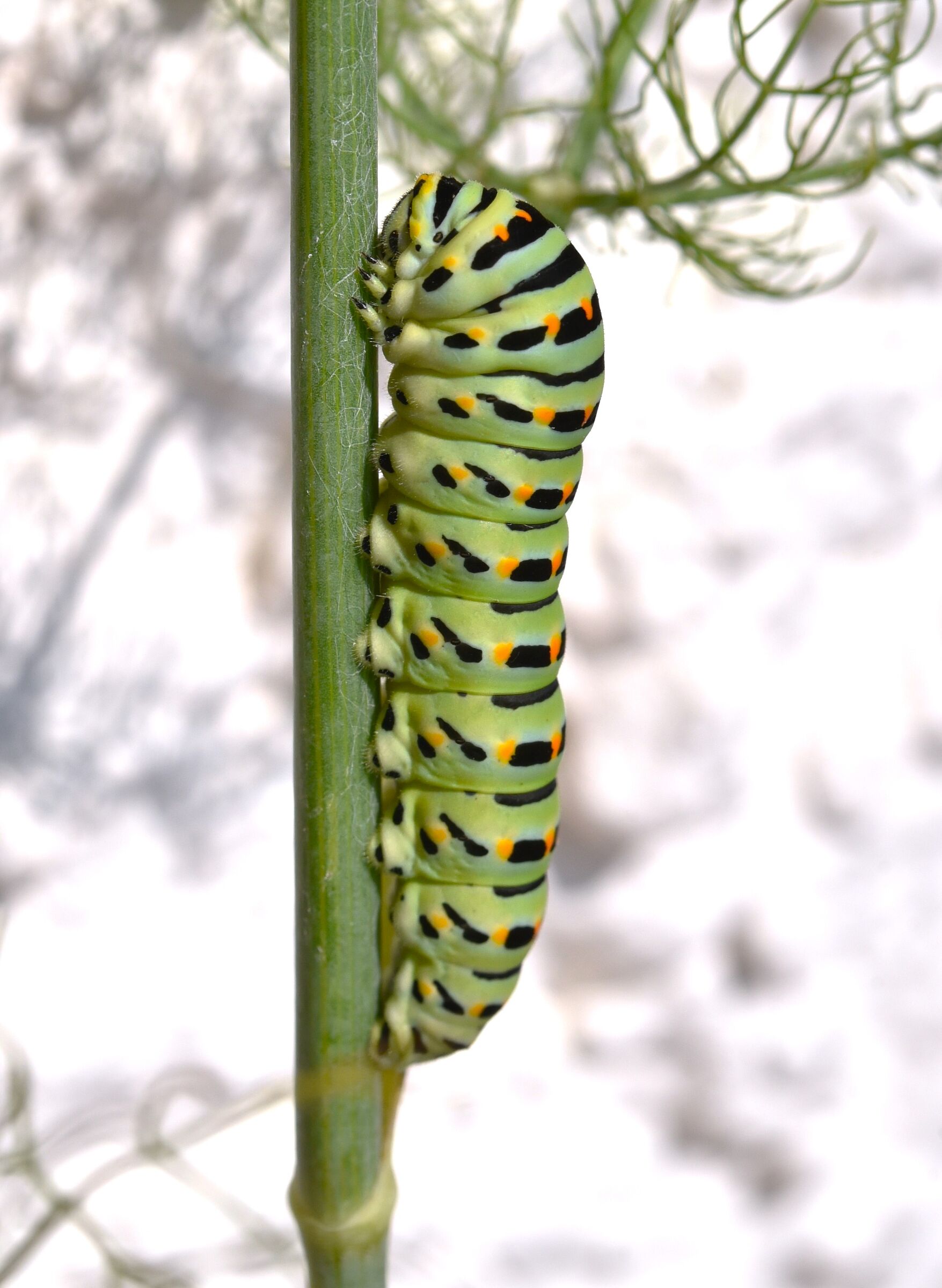 swallowtail caterpillar...