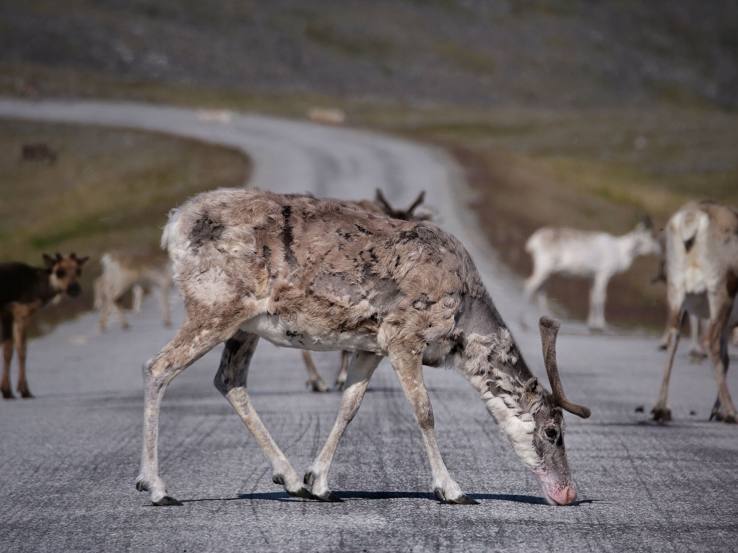 Reindeer at North Cape...