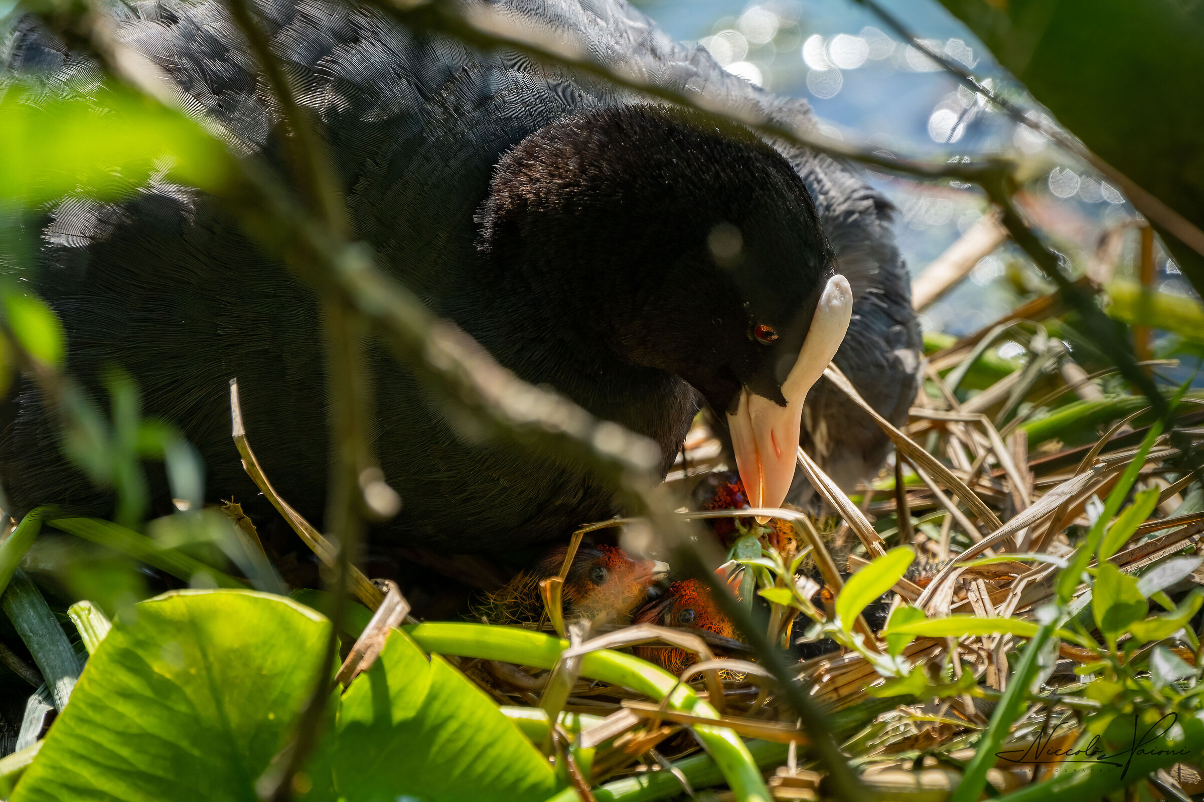 Coot and small...