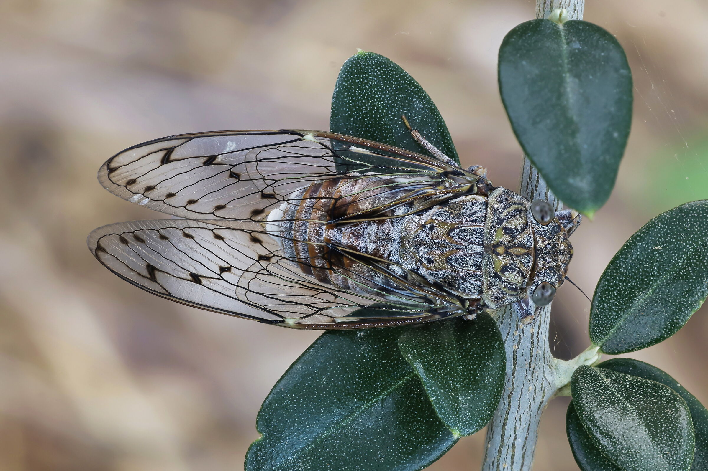 Cicala (Cicada orni)...