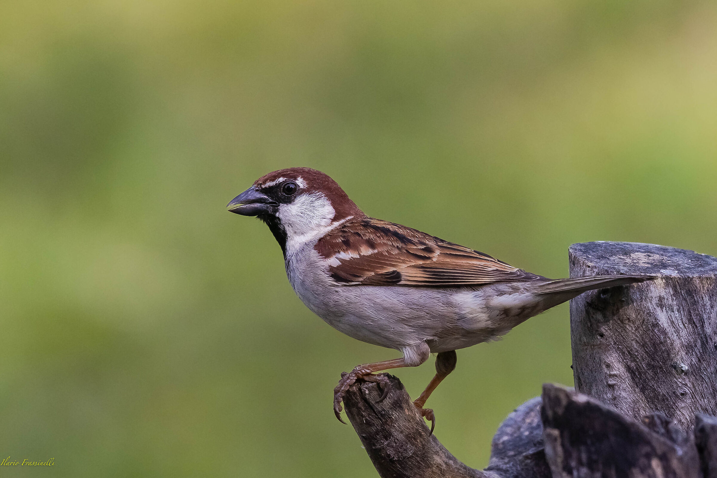A beautiful sparrow...