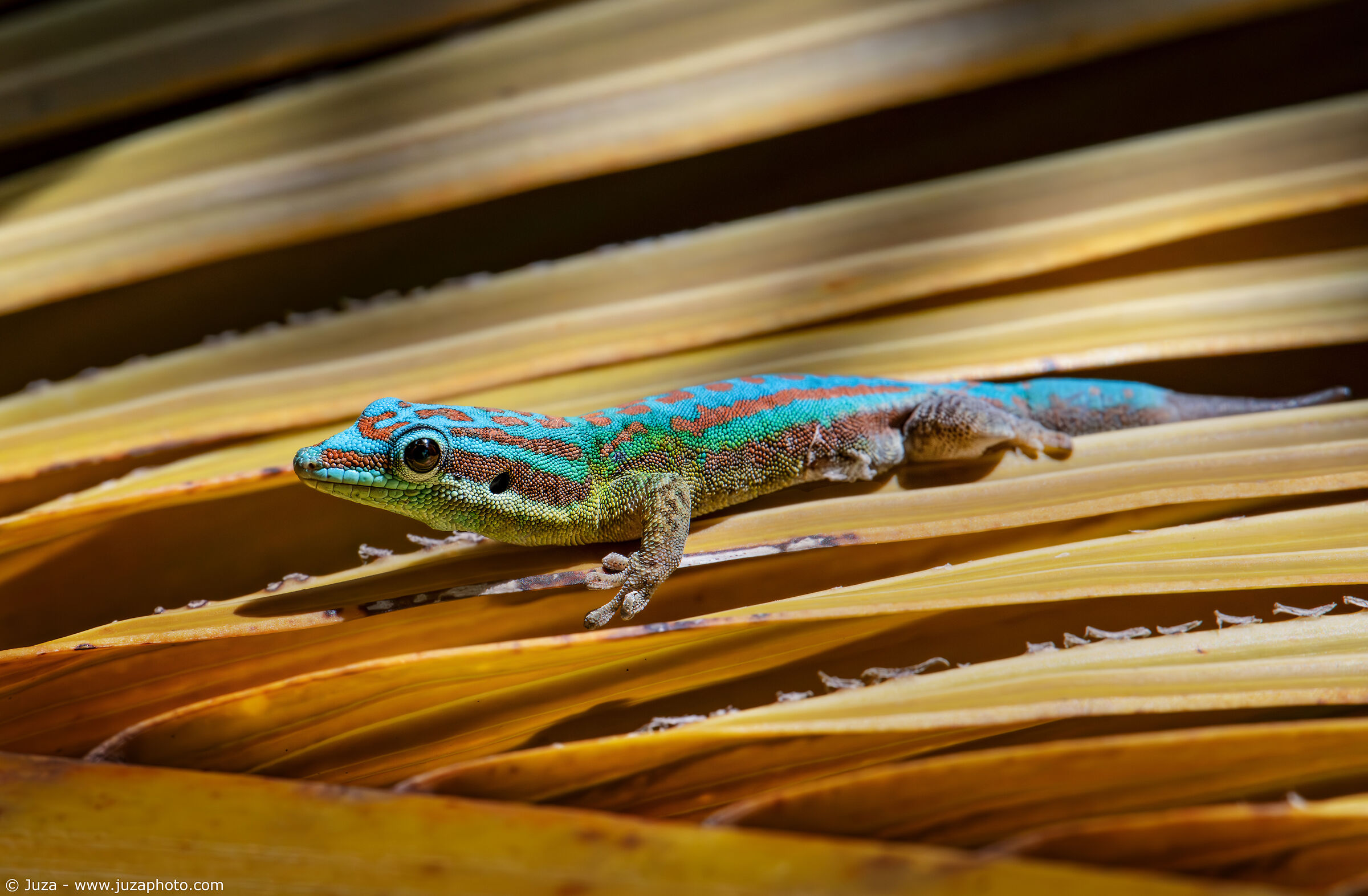 Bluetail Day Gecko (Phelsuma cepediana)...