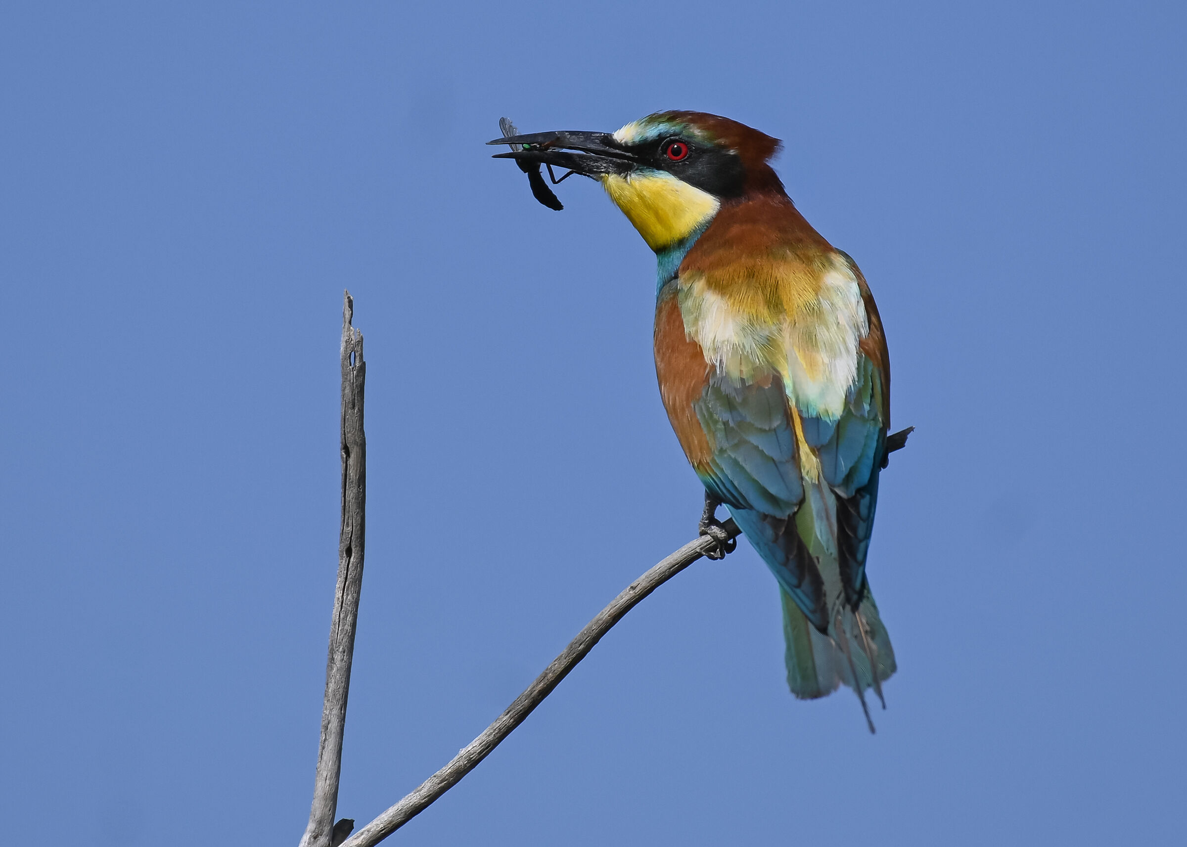 Bee-eater with dragonfly...