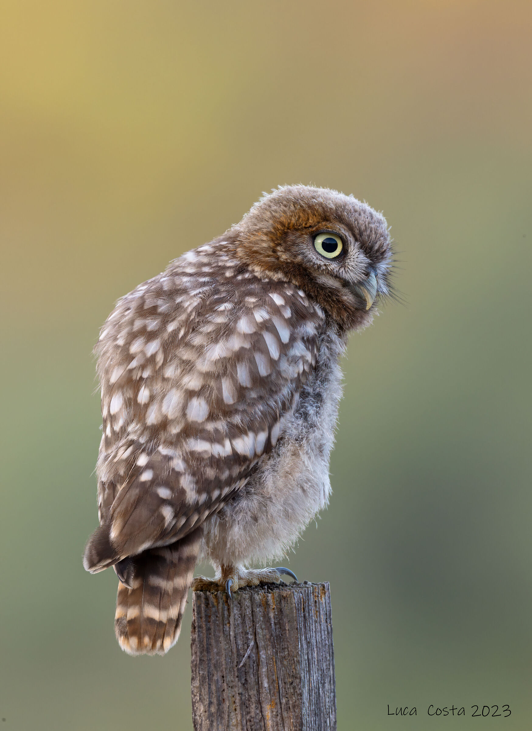 Owl pullo in the early morning...