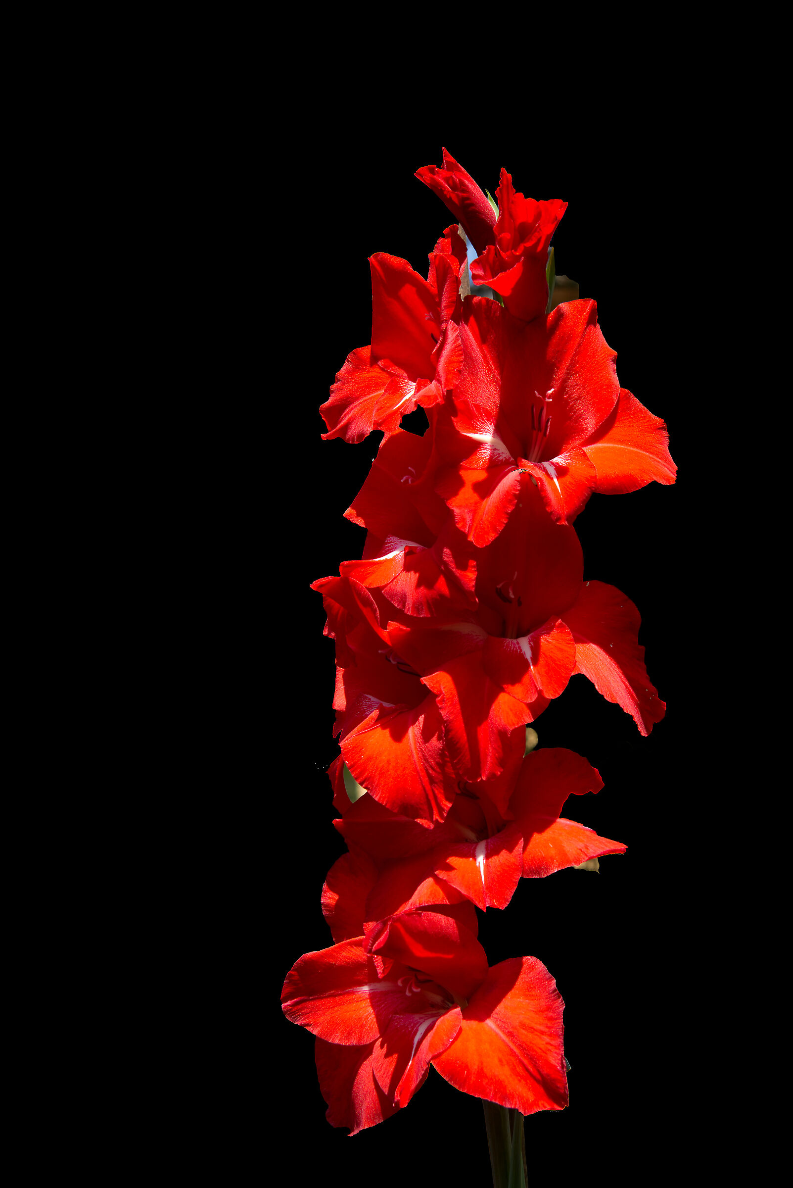 Red gladiolus......