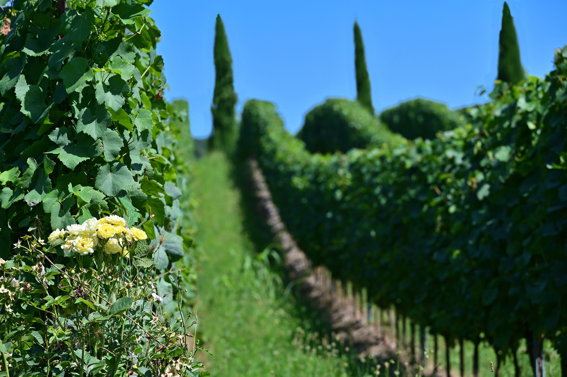 The roses in the vineyard....