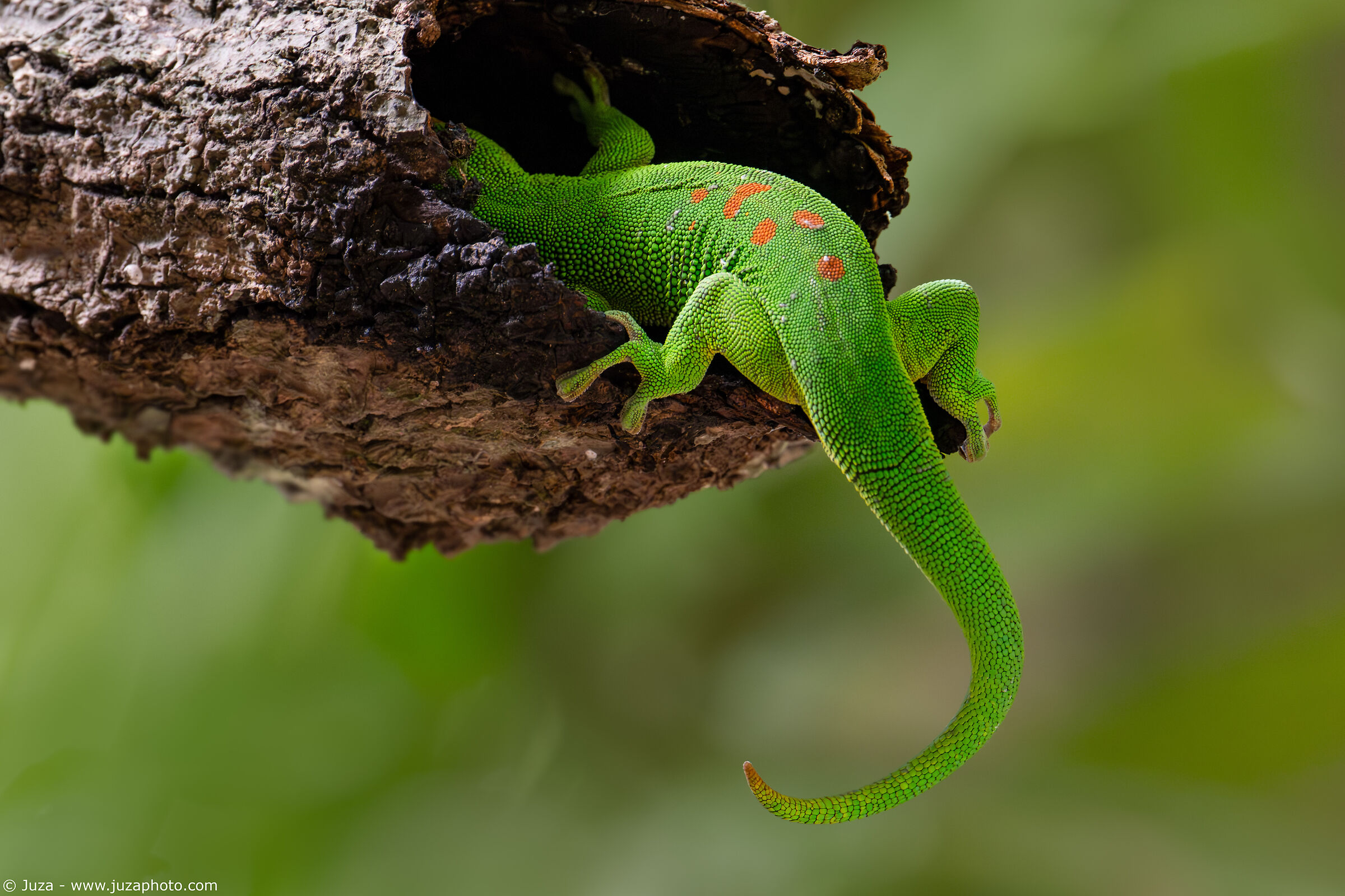 The hidden gecko (Phelsuma grandis)...