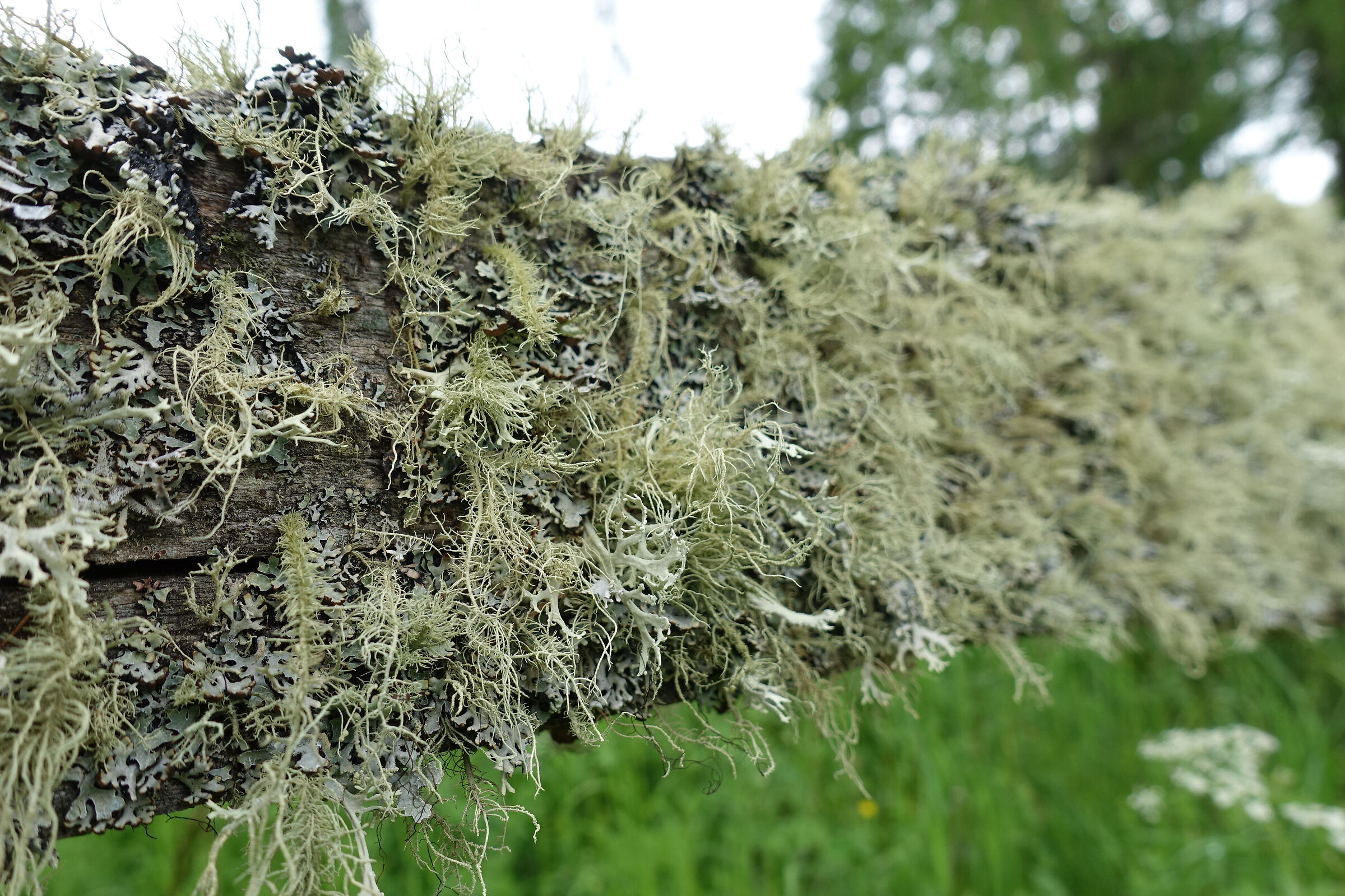 MOSSES AND LICHENS...