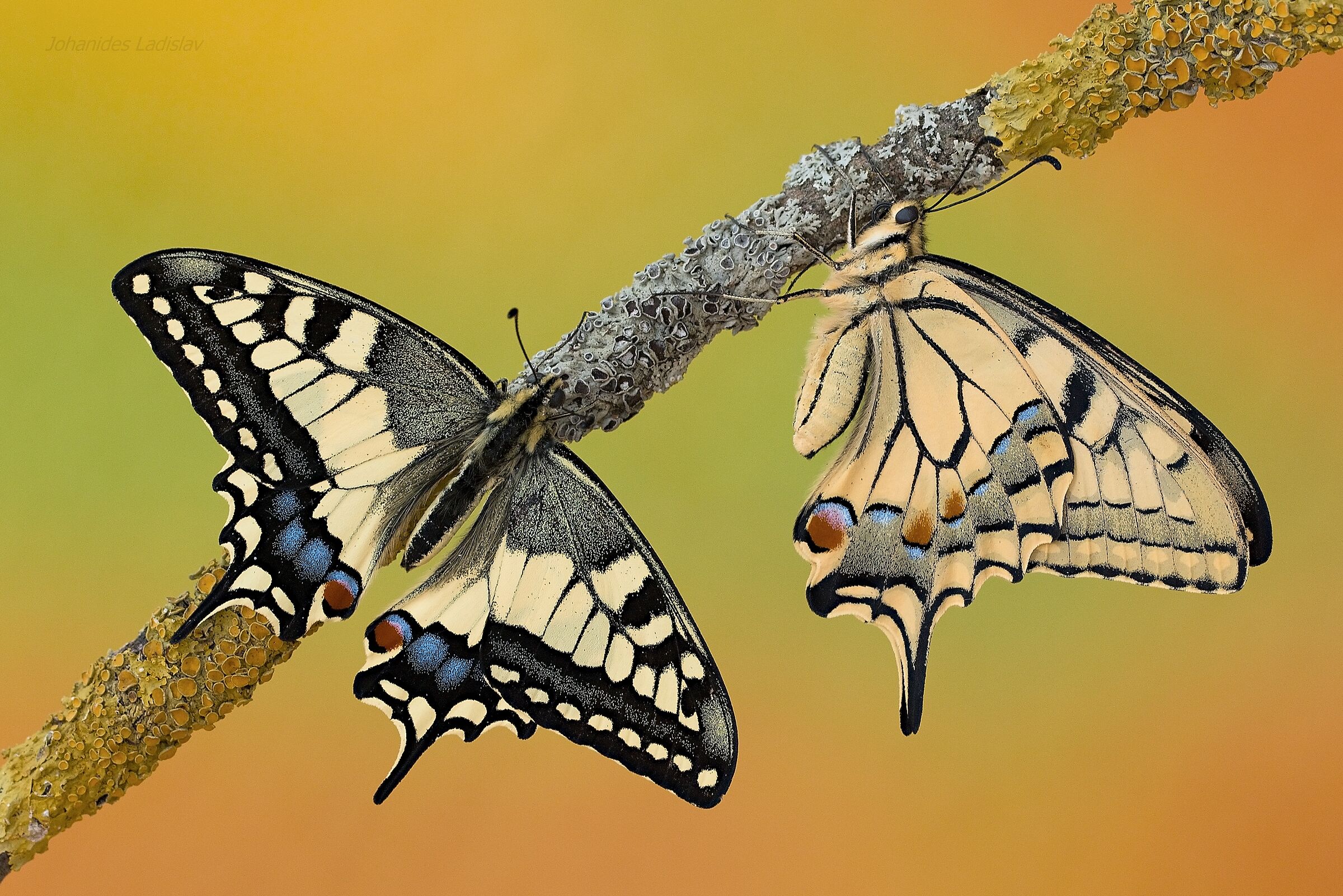 Papilio machaon (maschio - femmina)...