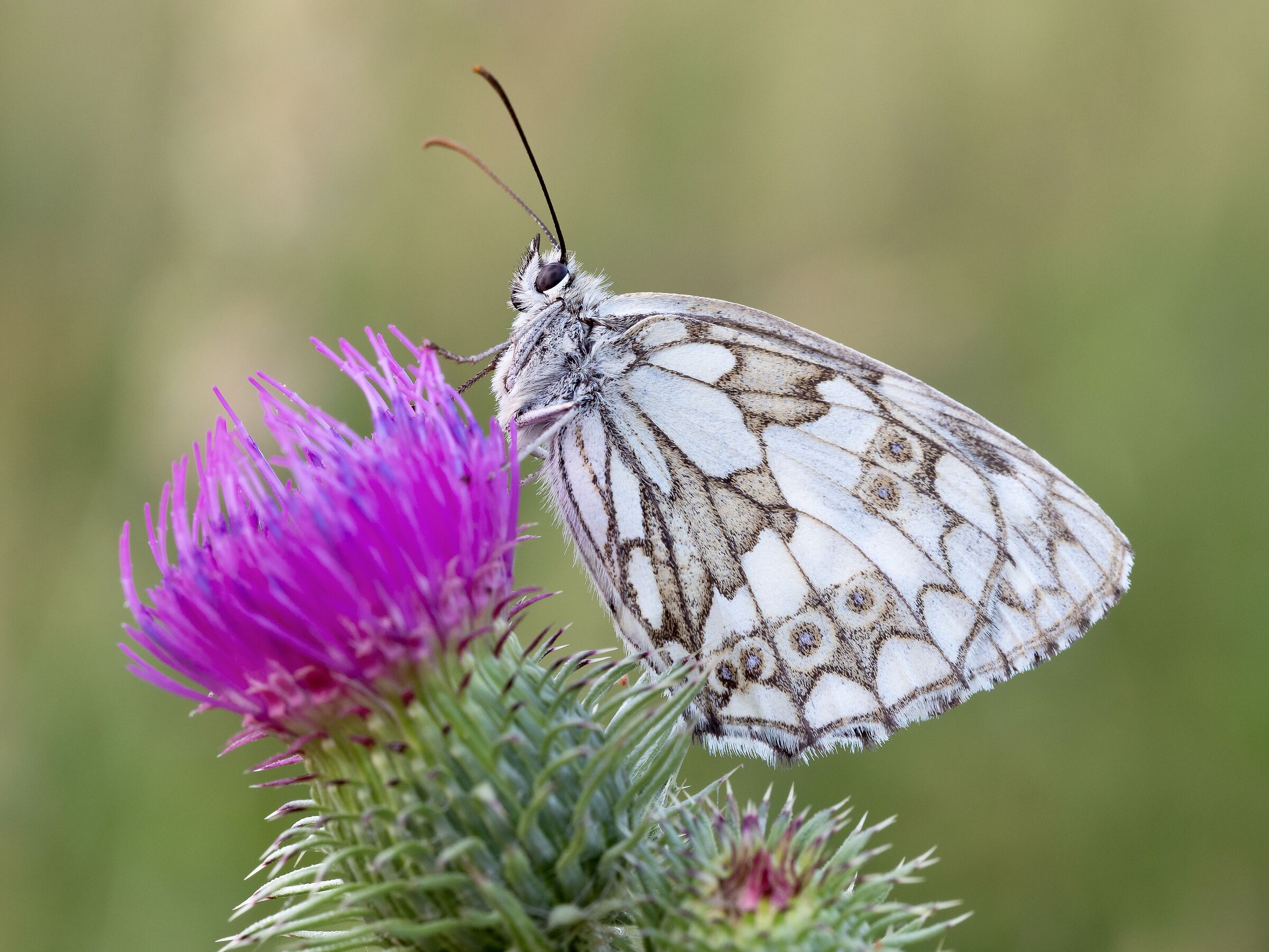 Marbled white on the flower...