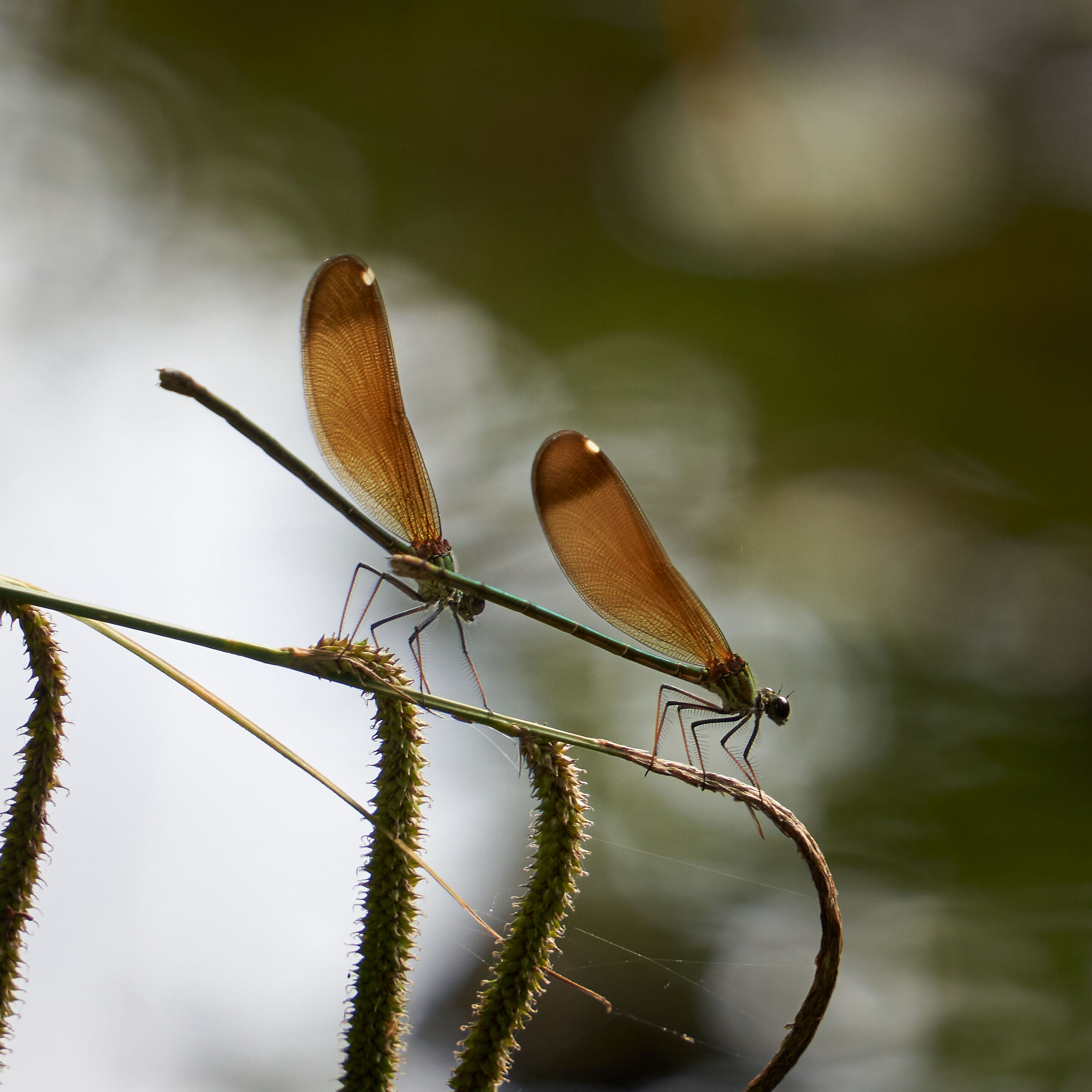 Dragonflies ...