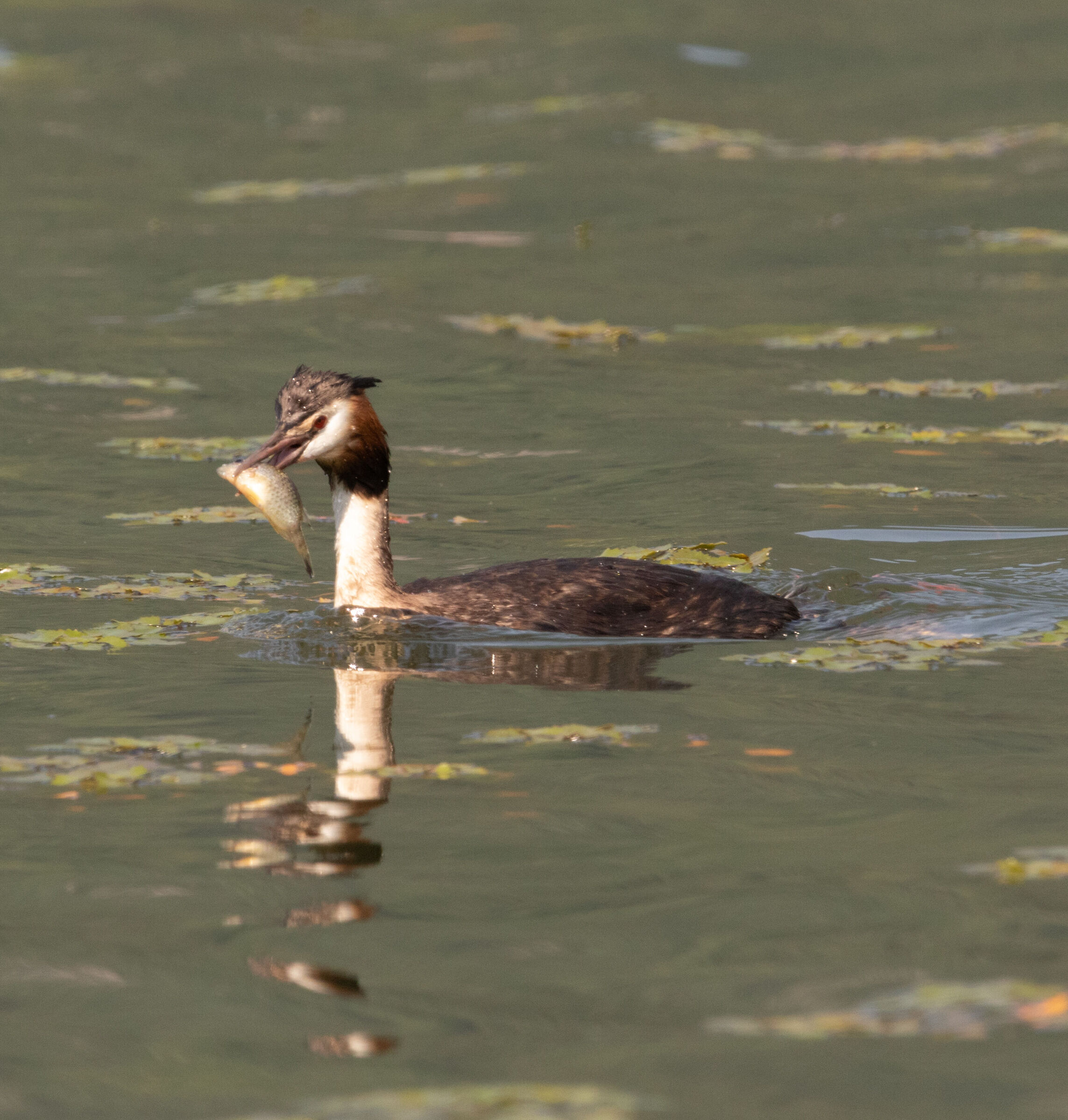 Great Grebe with prey Lake Annone LC 2/06/2023...