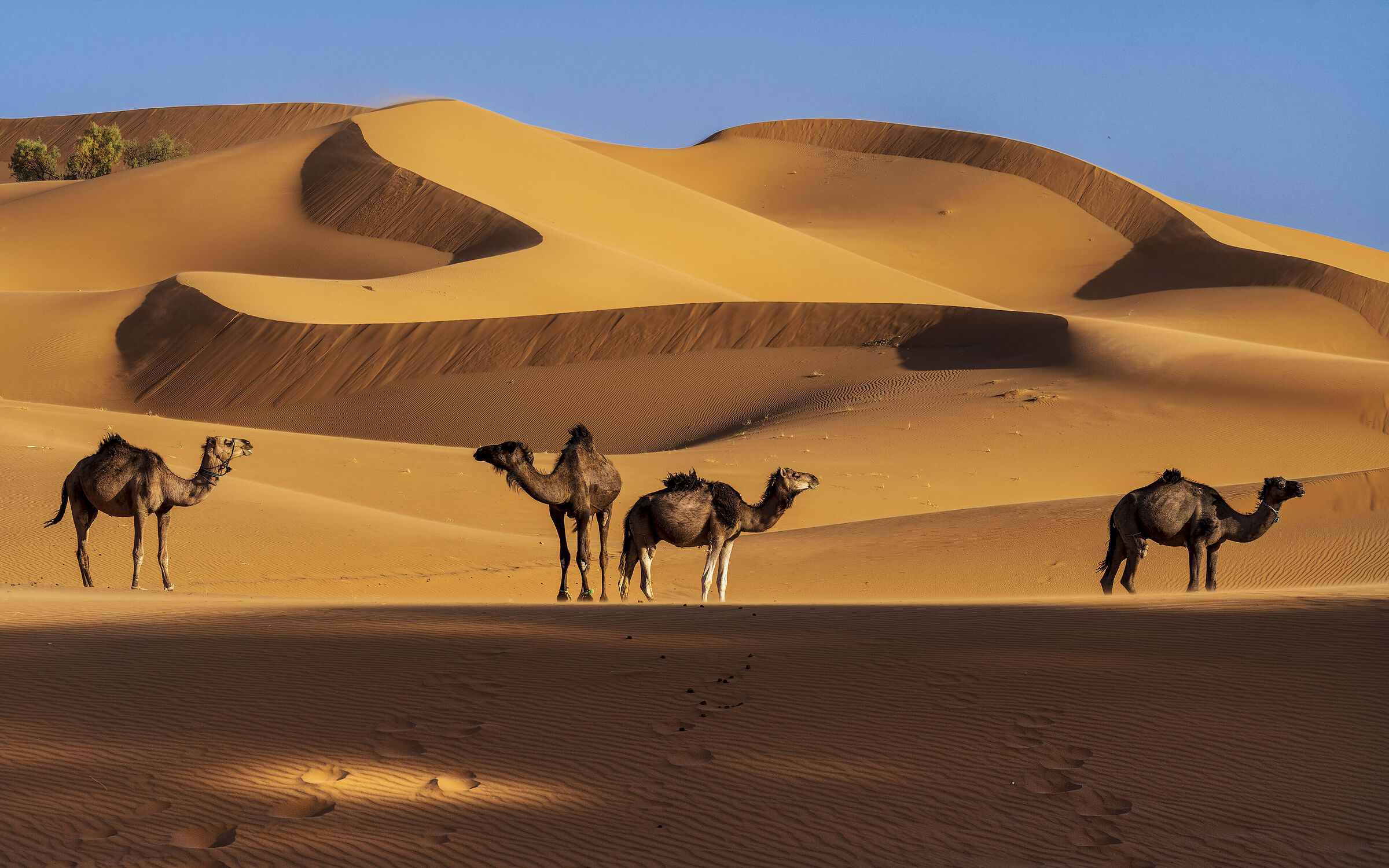 Merzouga Dune - The wonders of the Moroccan desert...