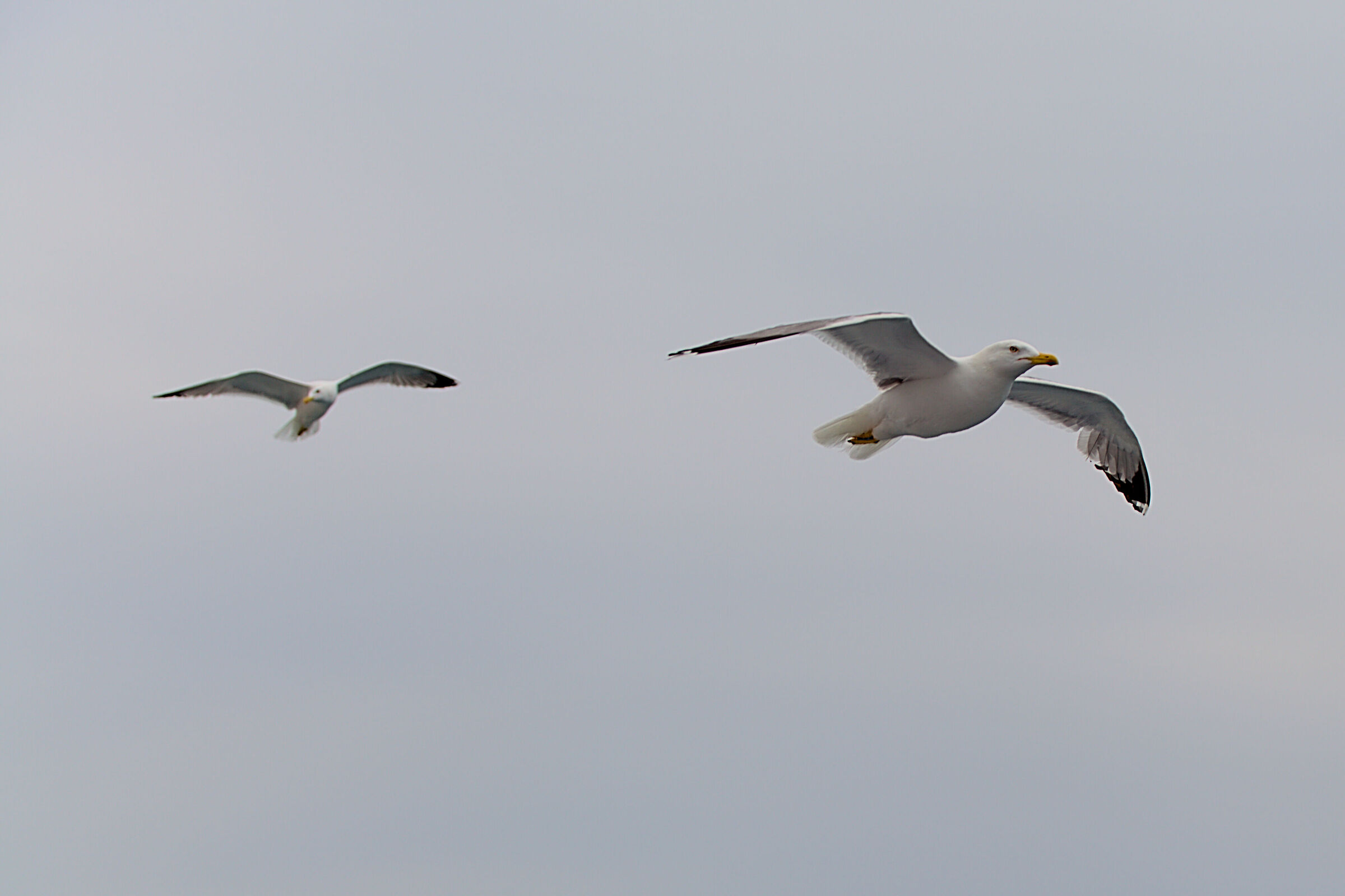 Seagulls on Elba...