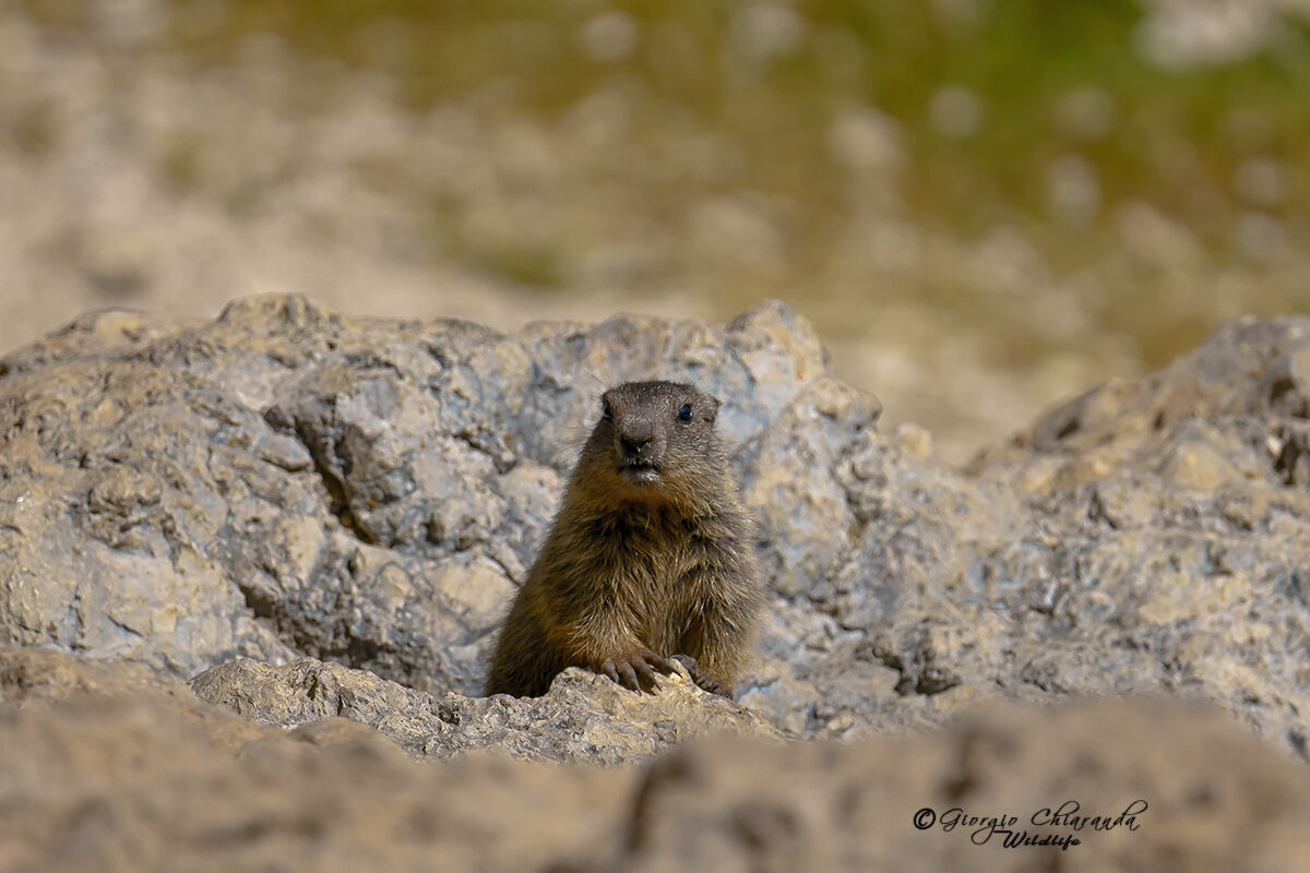 Marmotta curiosa...