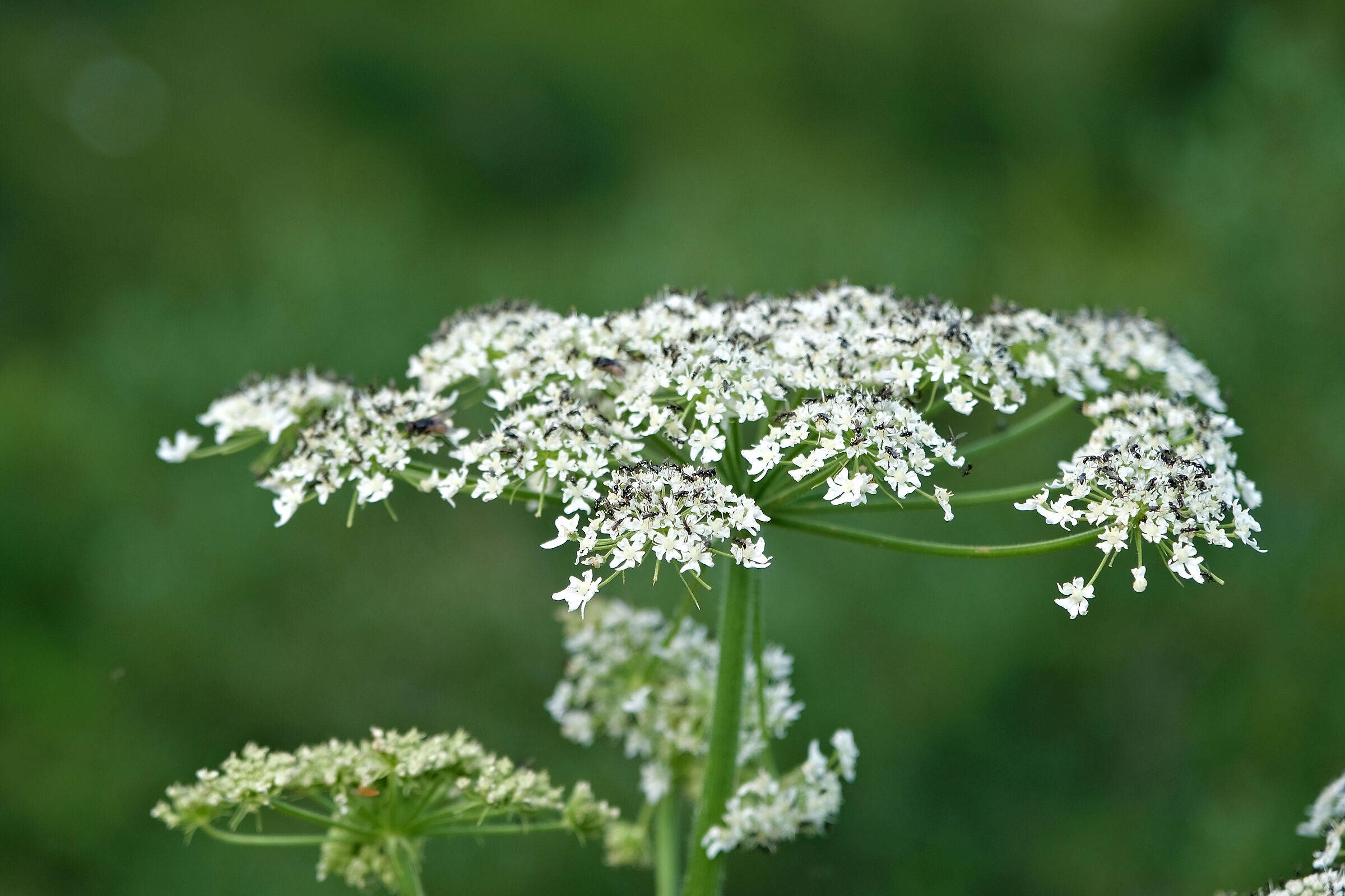 Queen Anne's lace ...