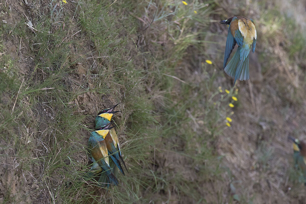 Bee-eaters 2023...